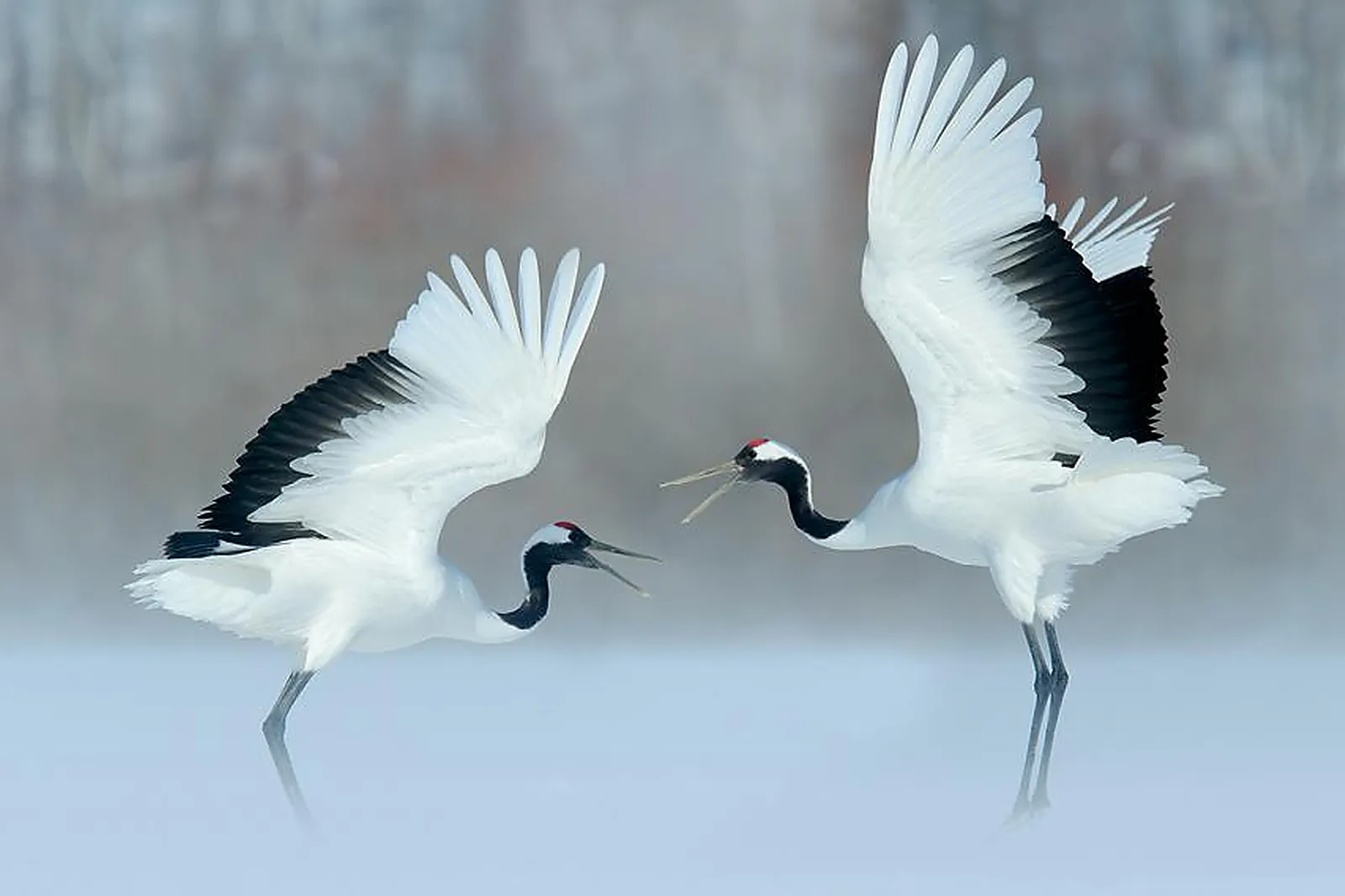 Prestataire Technique Audiovisuel, TROIS MILLE HUIT