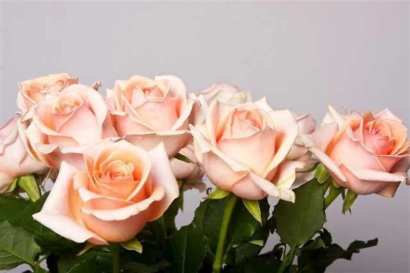 Prestataire Technique Audiovisuel, CHATAIGNIER FLEURS