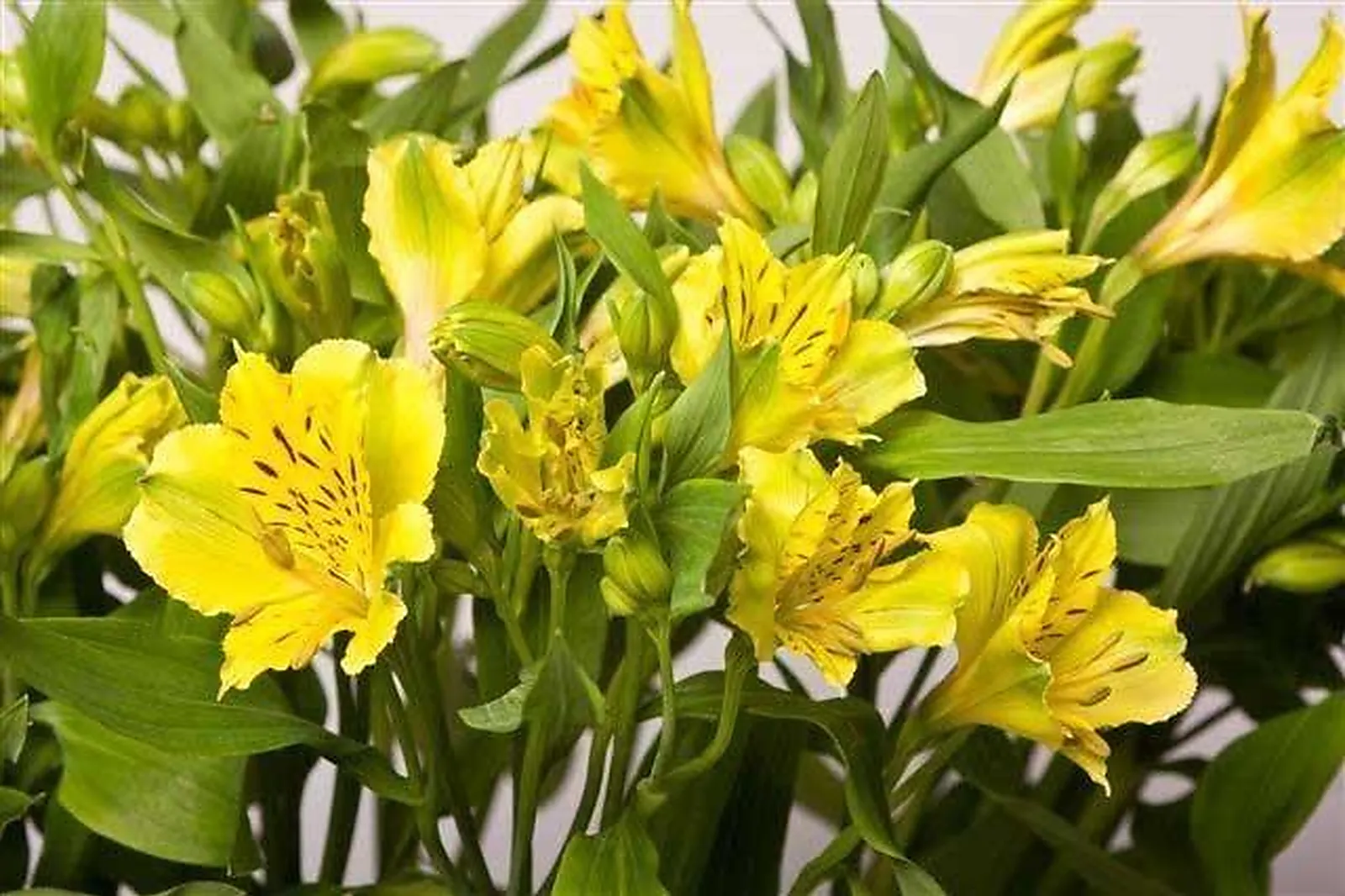 Prestataire Technique Audiovisuel, CHATAIGNIER FLEURS