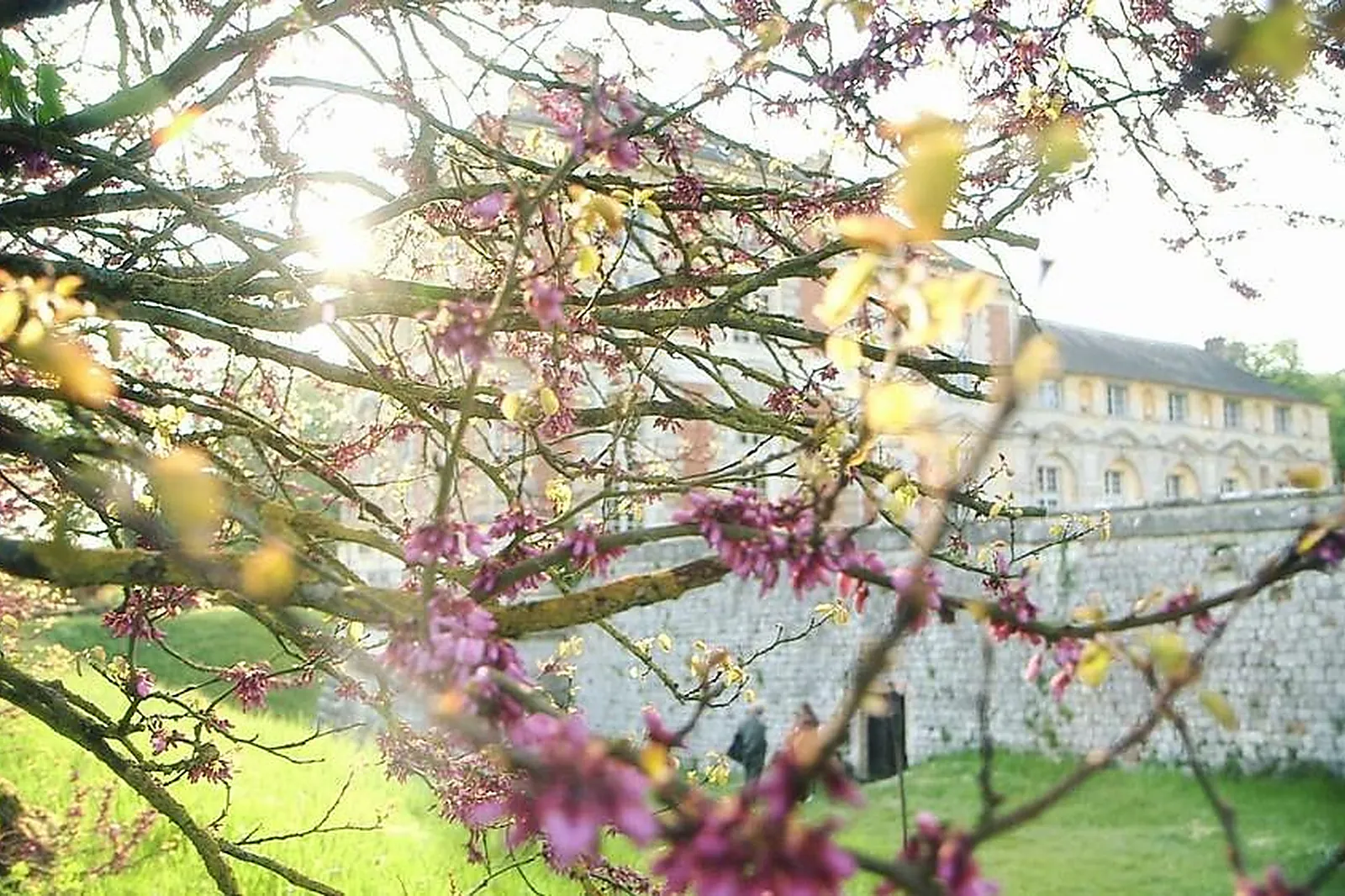 Prestataire Technique Audiovisuel, FLEURS D'UN JOUR