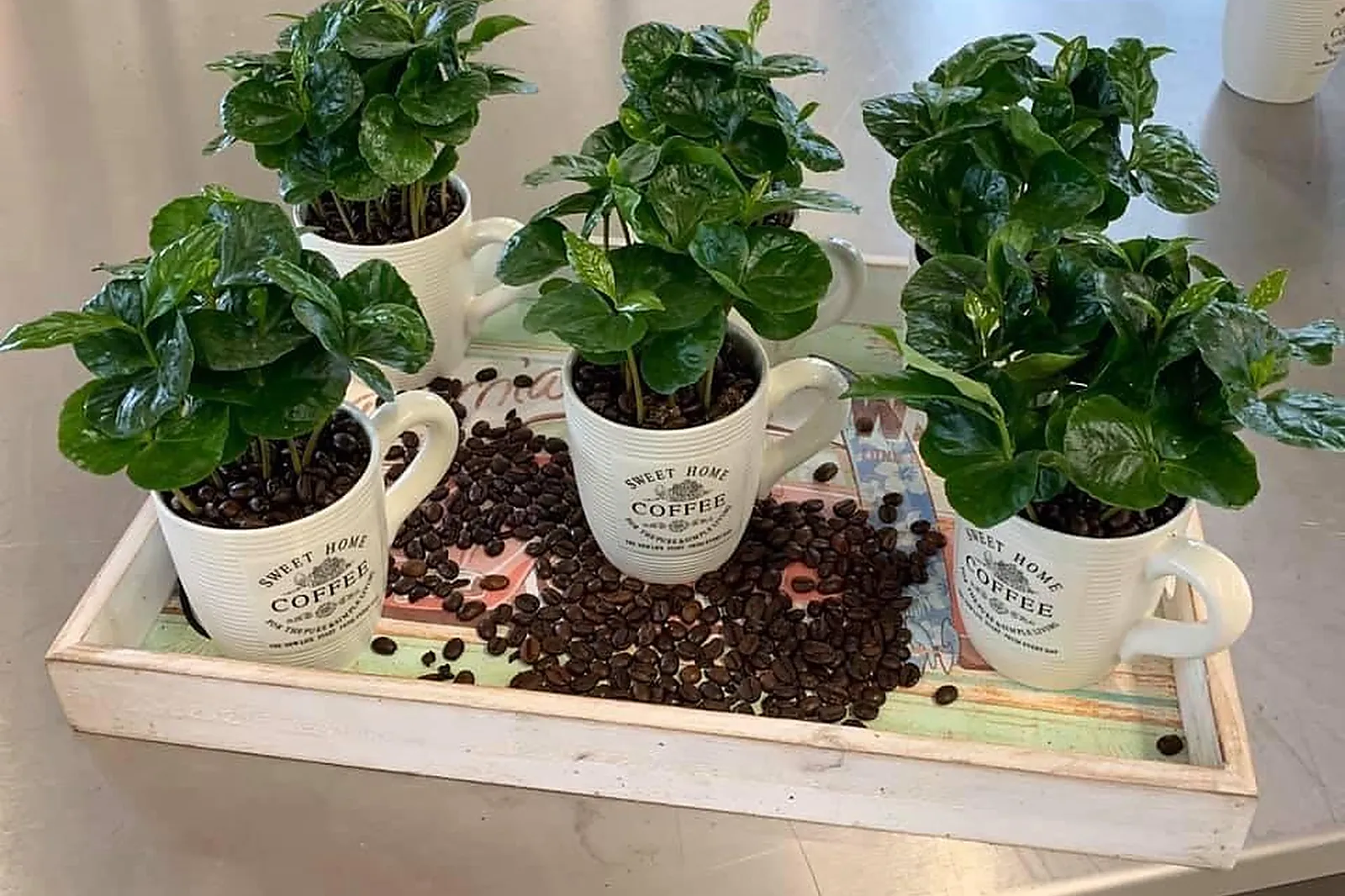 Prestataire Technique Audiovisuel, FLOORE