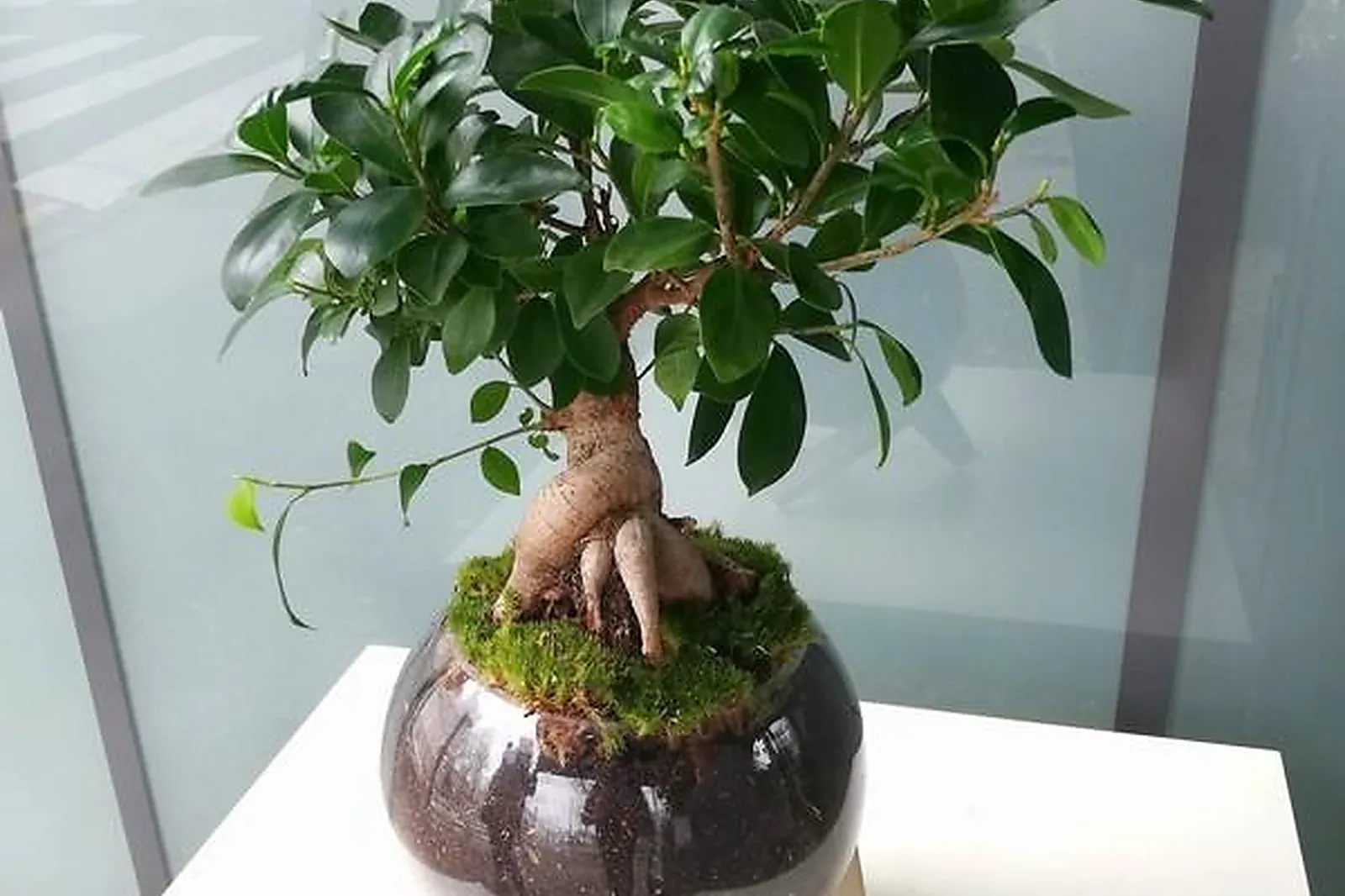 Prestataire Technique Audiovisuel, CARRÉ ROSES