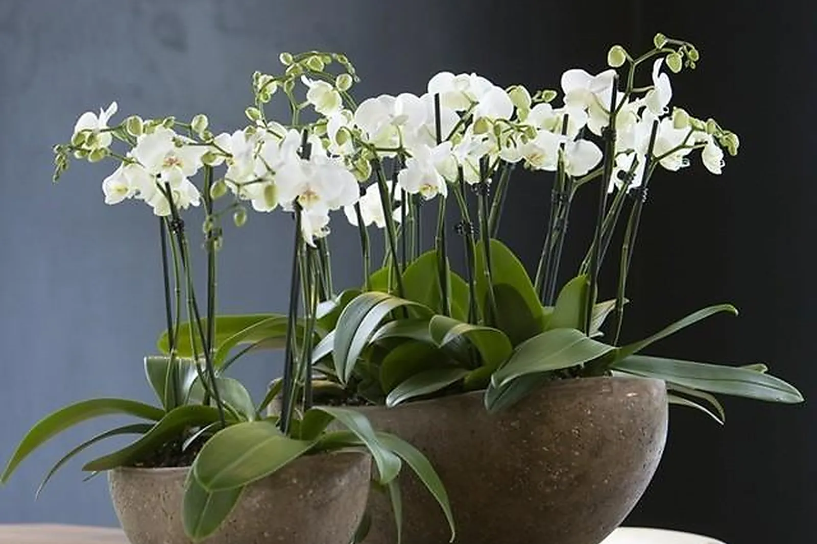 Prestataire Technique Audiovisuel, DÉCO PLANTE