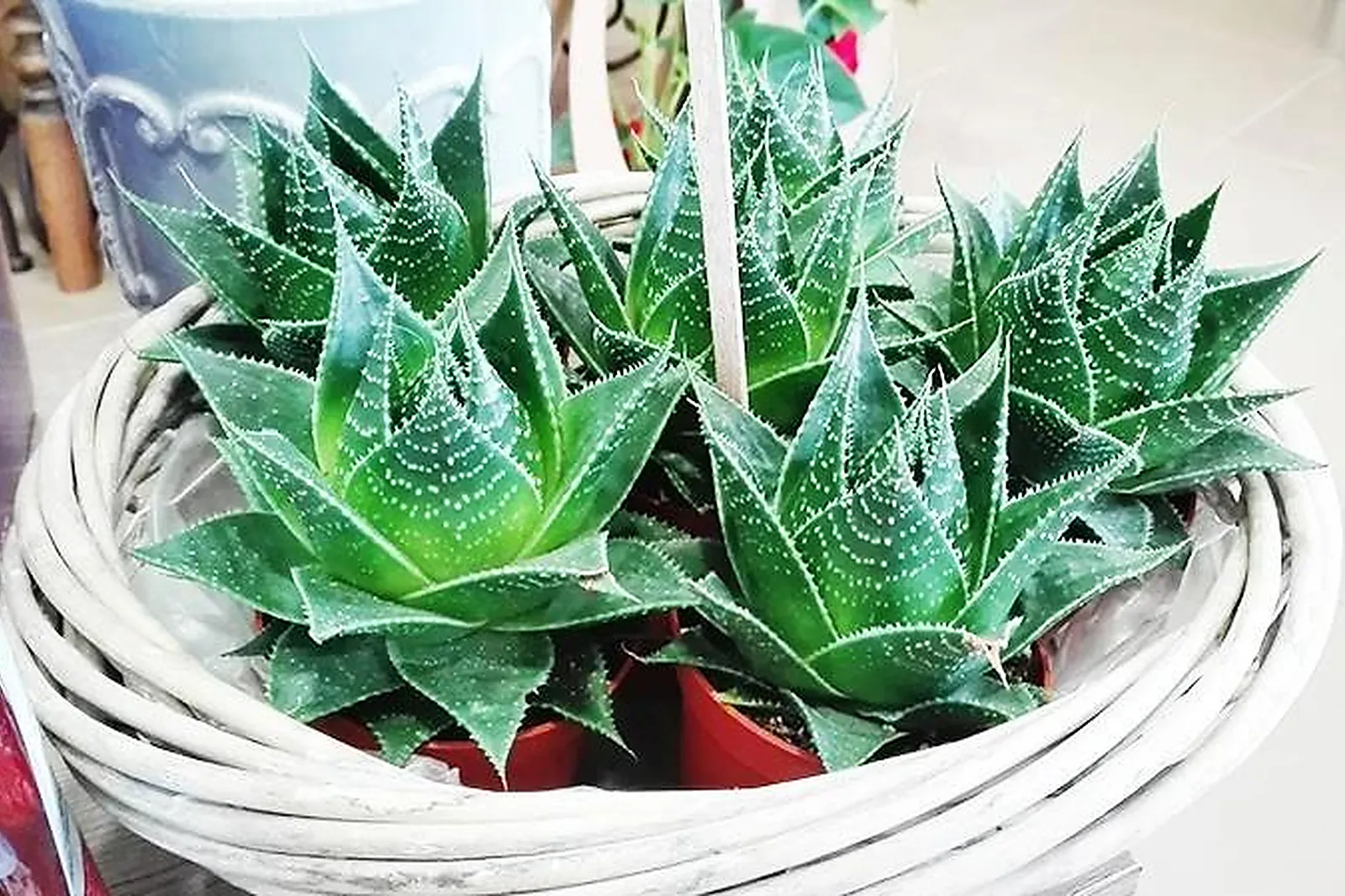 Prestataire Technique Audiovisuel, DÉCORATION FLORALE - LE MANS (SARTHE) : FLEURS AND CO