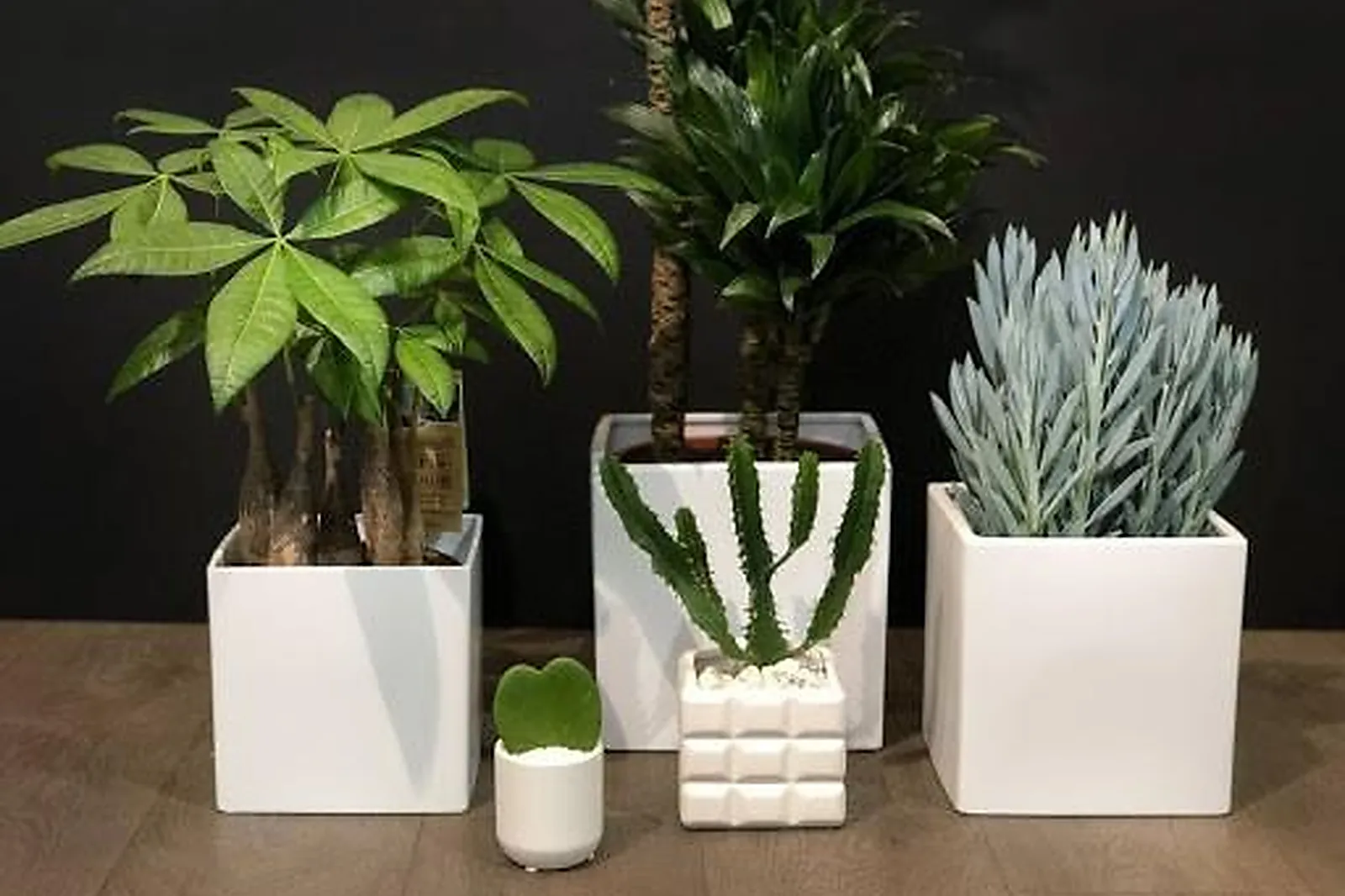 Prestataire Technique Audiovisuel, TROIS COULEURS VERT