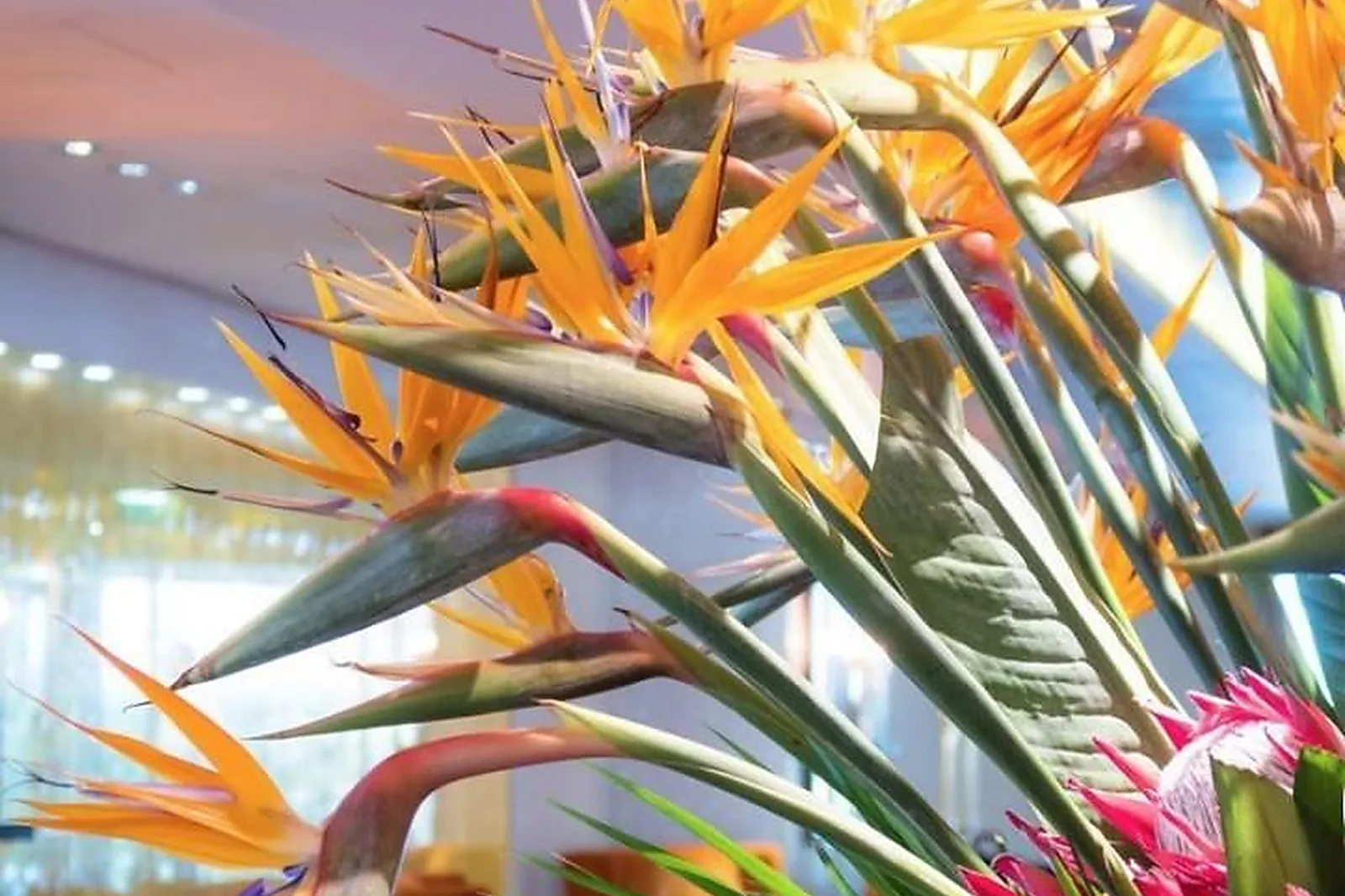 Prestataire Technique Audiovisuel, CANOPEA DESIGN