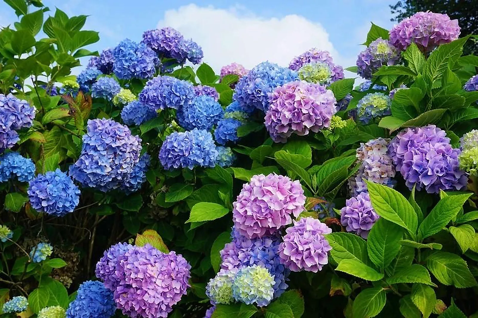 Prestataire Technique Audiovisuel, FLOWER IMPACT