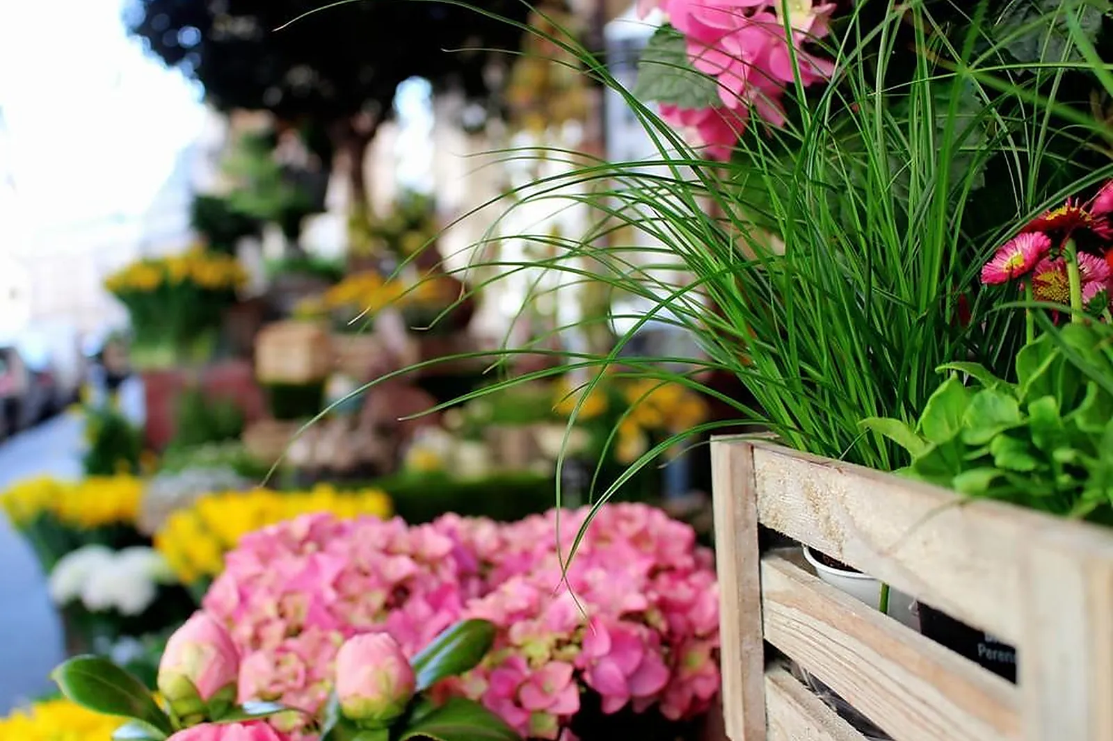 Prestataire Technique Audiovisuel, PASCAL MUTEL