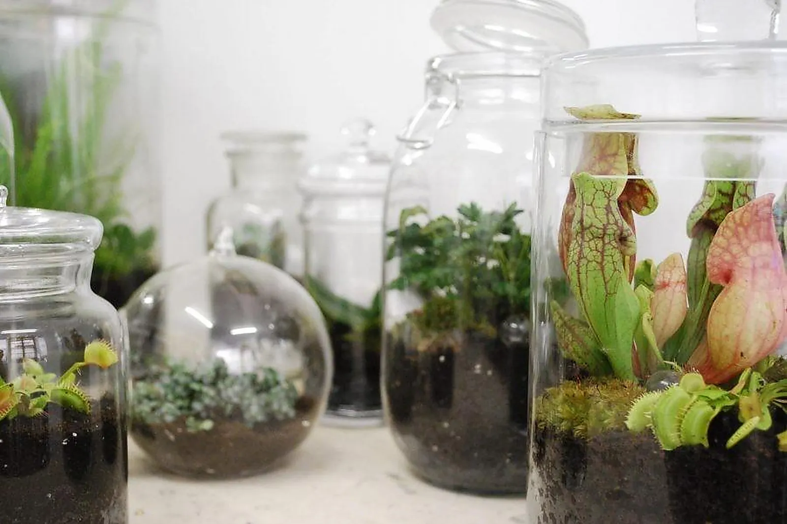 Prestataire Technique Audiovisuel, LES HERBES HAUTES