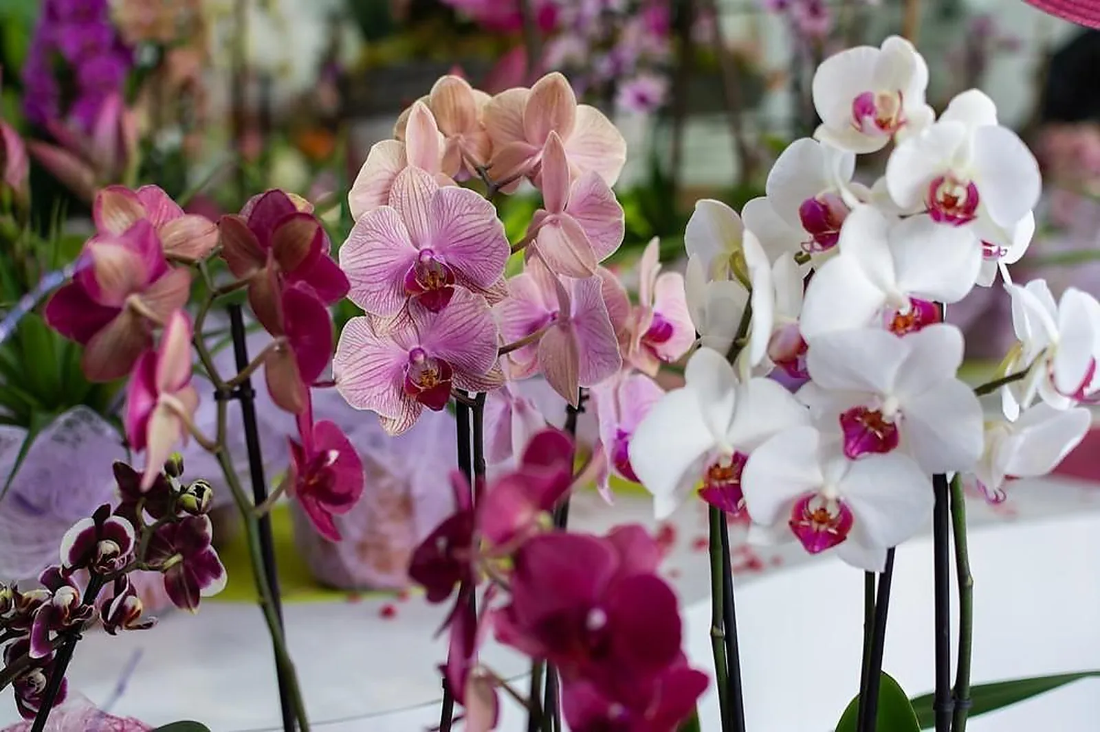 Prestataire Technique Audiovisuel, RAPHAËLE FLEURS