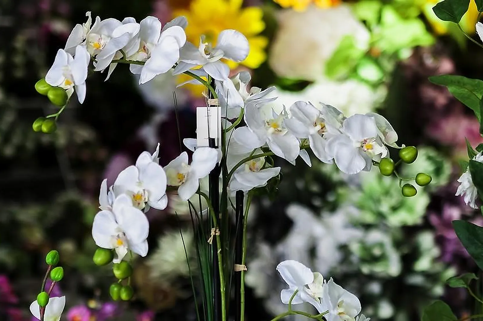 Prestataire Technique Audiovisuel, FLORA DÉCO