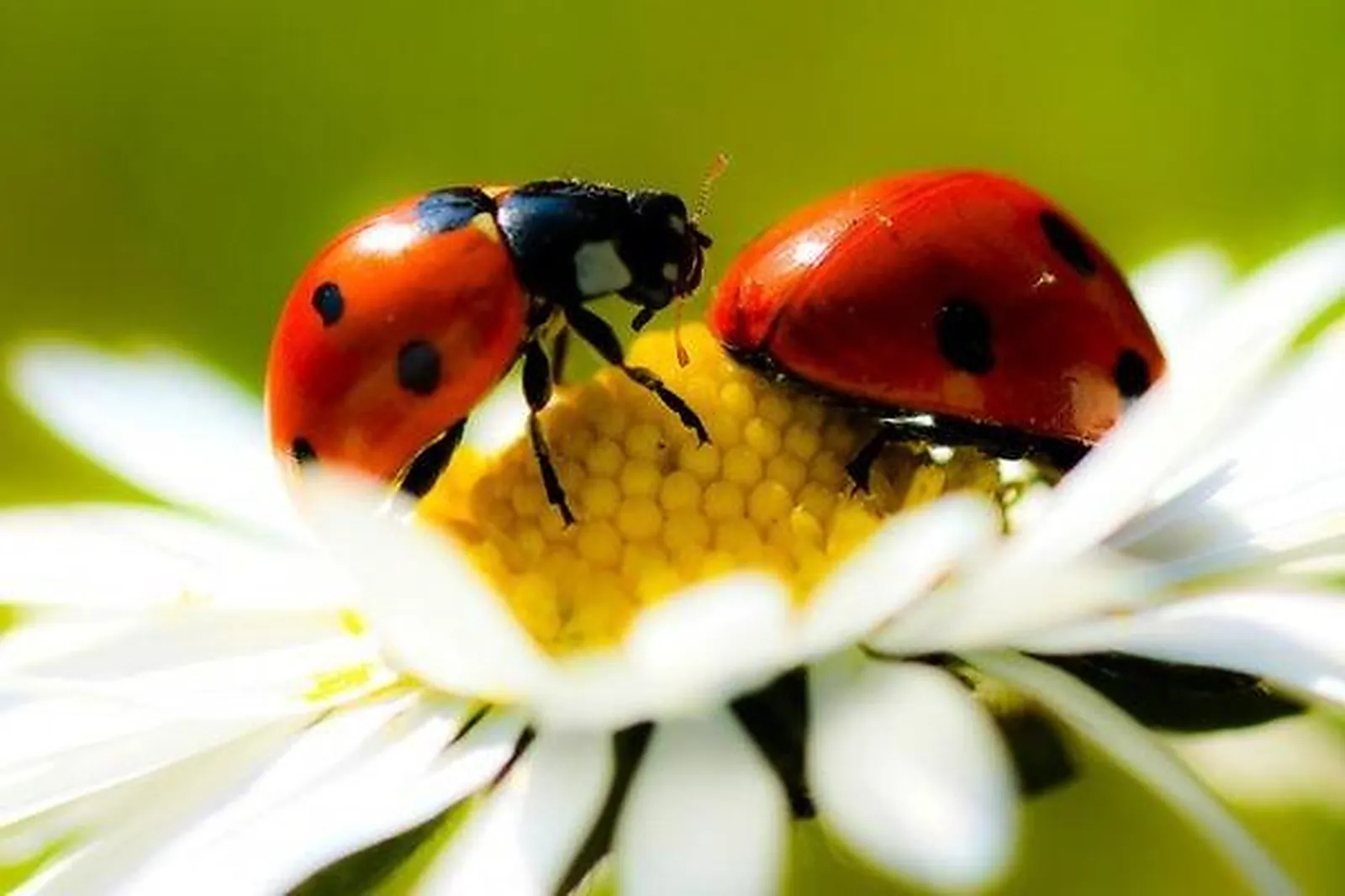 Prestataire Technique Audiovisuel, IMPRIMERIE CALOONE BRUNO