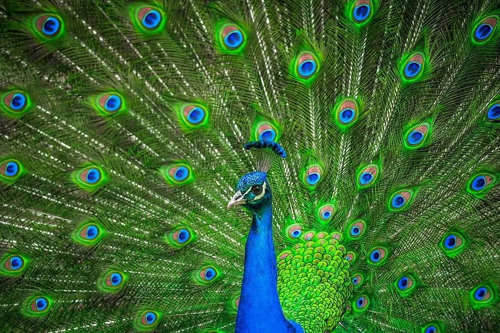 Prestataire Technique Audiovisuel, PRESTAPRIM