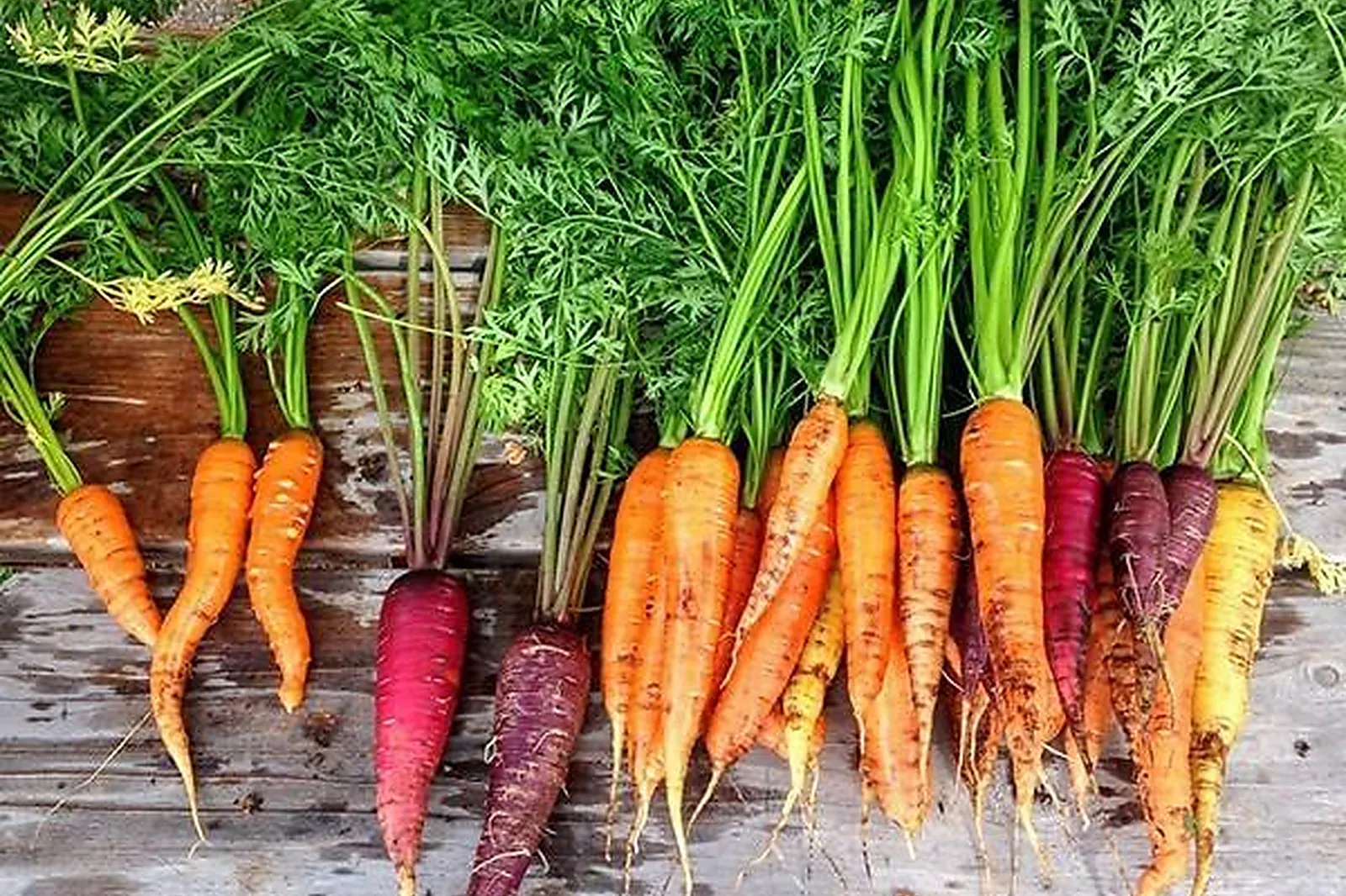 Cafés et Restaurants, RESTAURANTS - DIJON (CÔTE-DL&RSQUO;OR) : LL&RSQUO;UN DES SENS