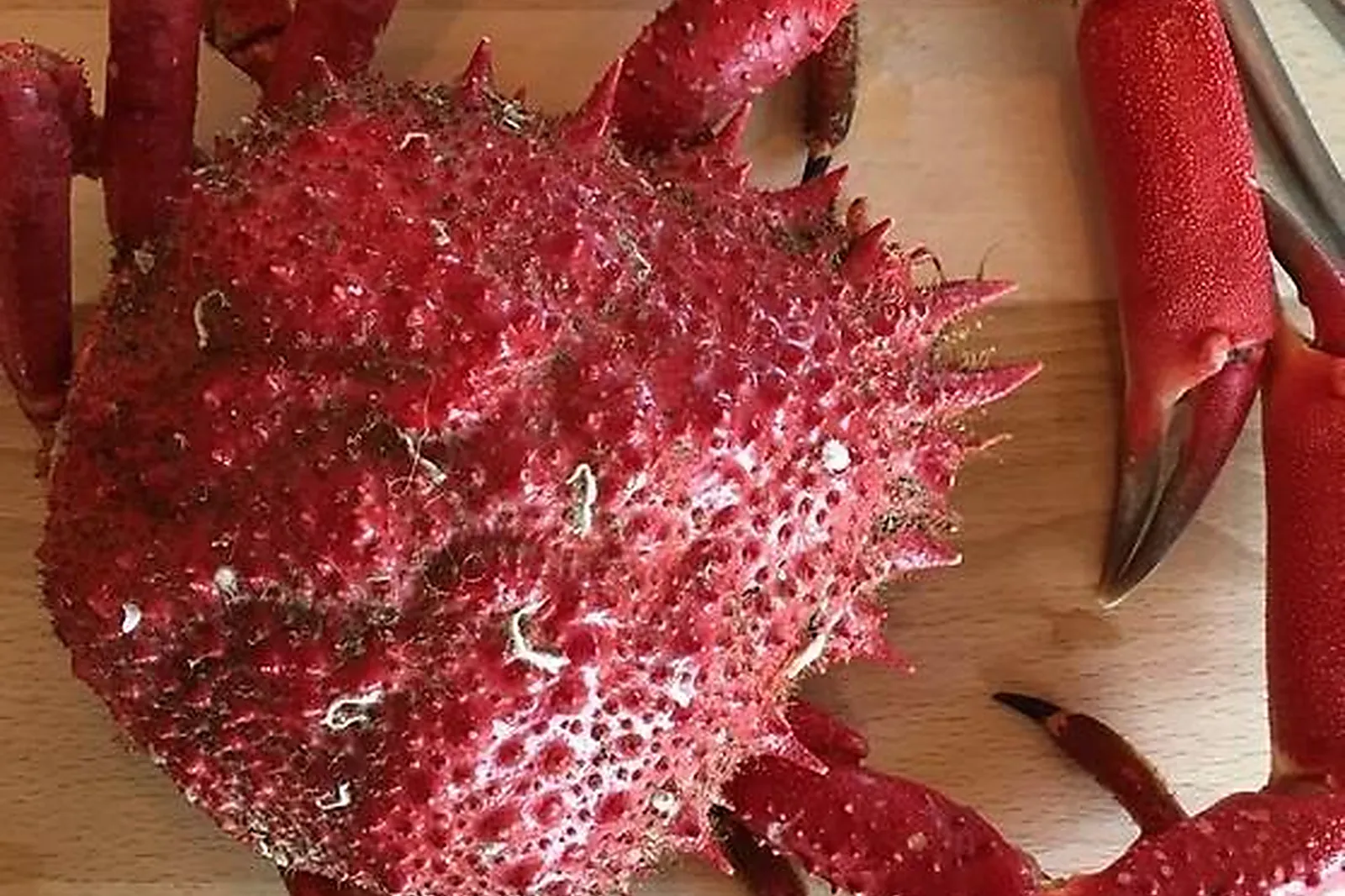 Cafés et Restaurants, RESTAURANTS - GROIX (MORBIHAN) : LES GARÇONS DU PORT