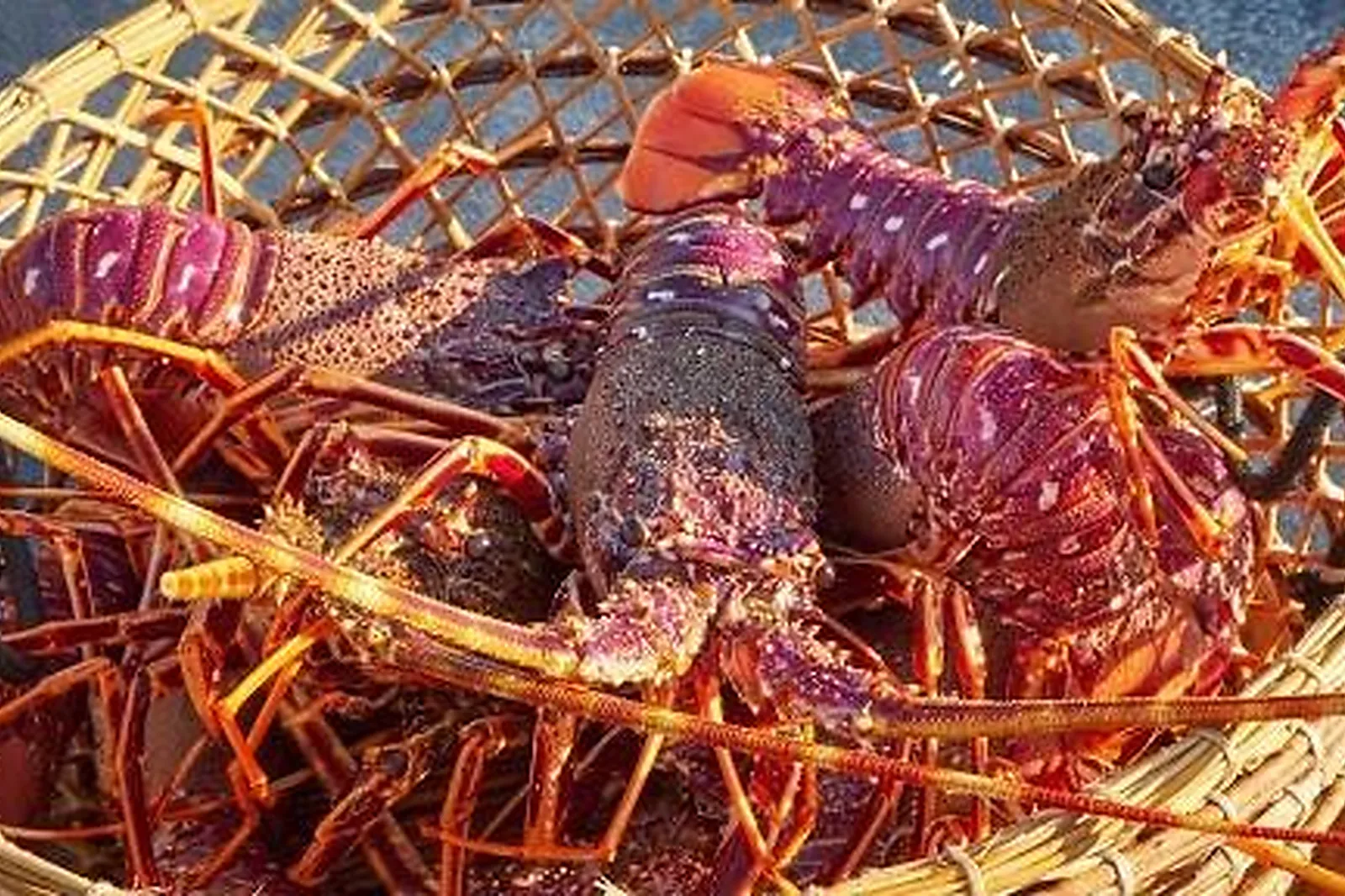 Cafés et Restaurants, RESTAURANTS - PIANA (CORSE 2A-2B) : LE CASABIANCA