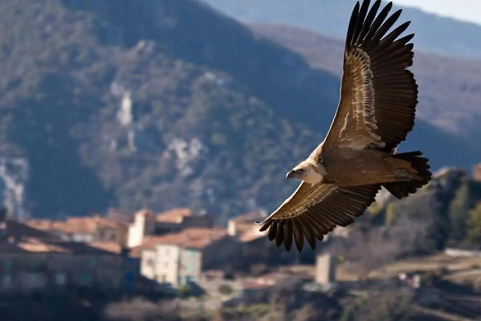 Team building sportif, TEAM BUILDING - CASTELLANE (ALPES-DE-HAUTE-PROVENCE) : BUENA VISTA RAFTING