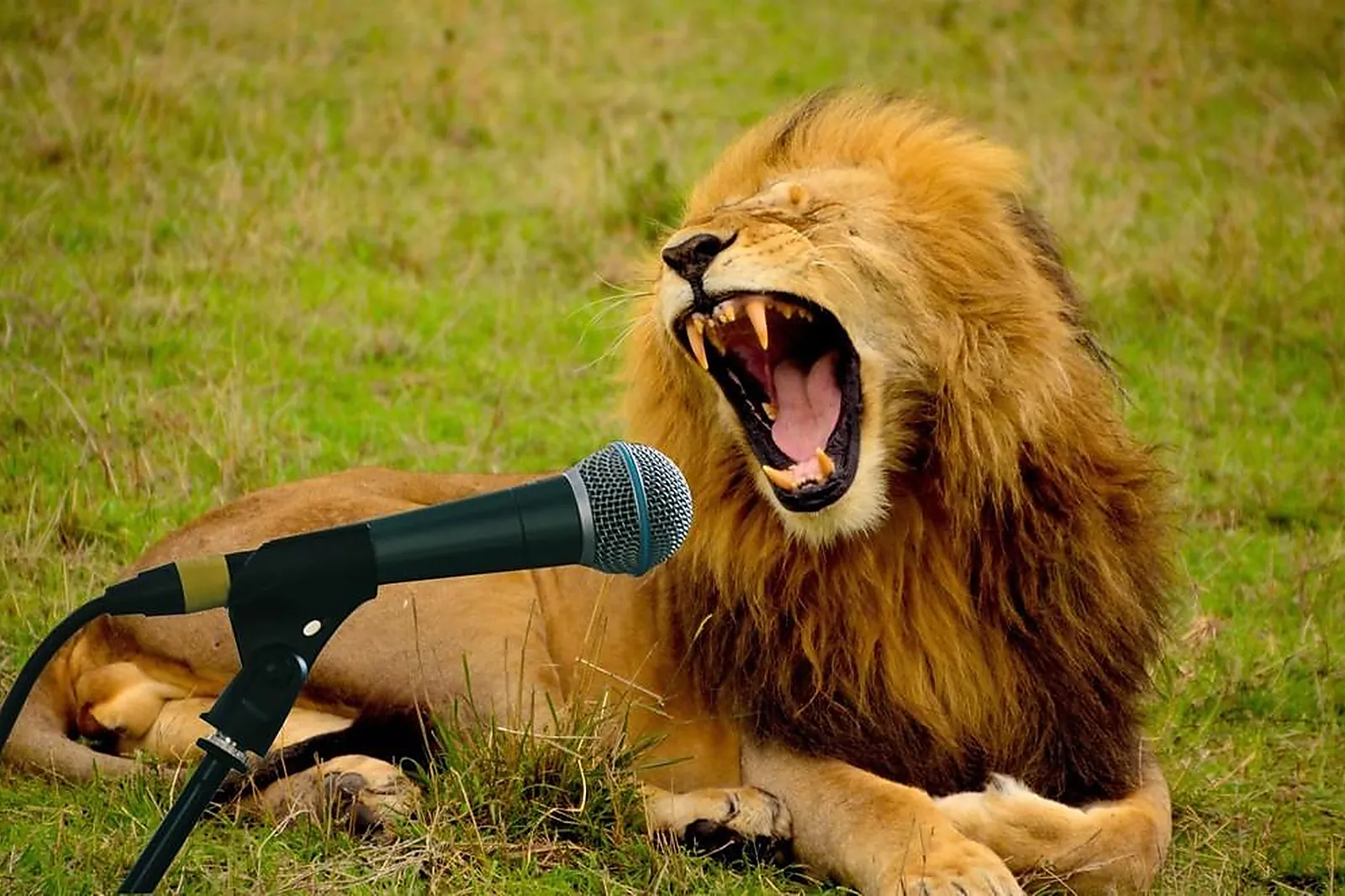 Team building original, TEAM BUILDING - GAGNY (SEINE-SAINT-DENIS) : TEAM TONIC SERVICES