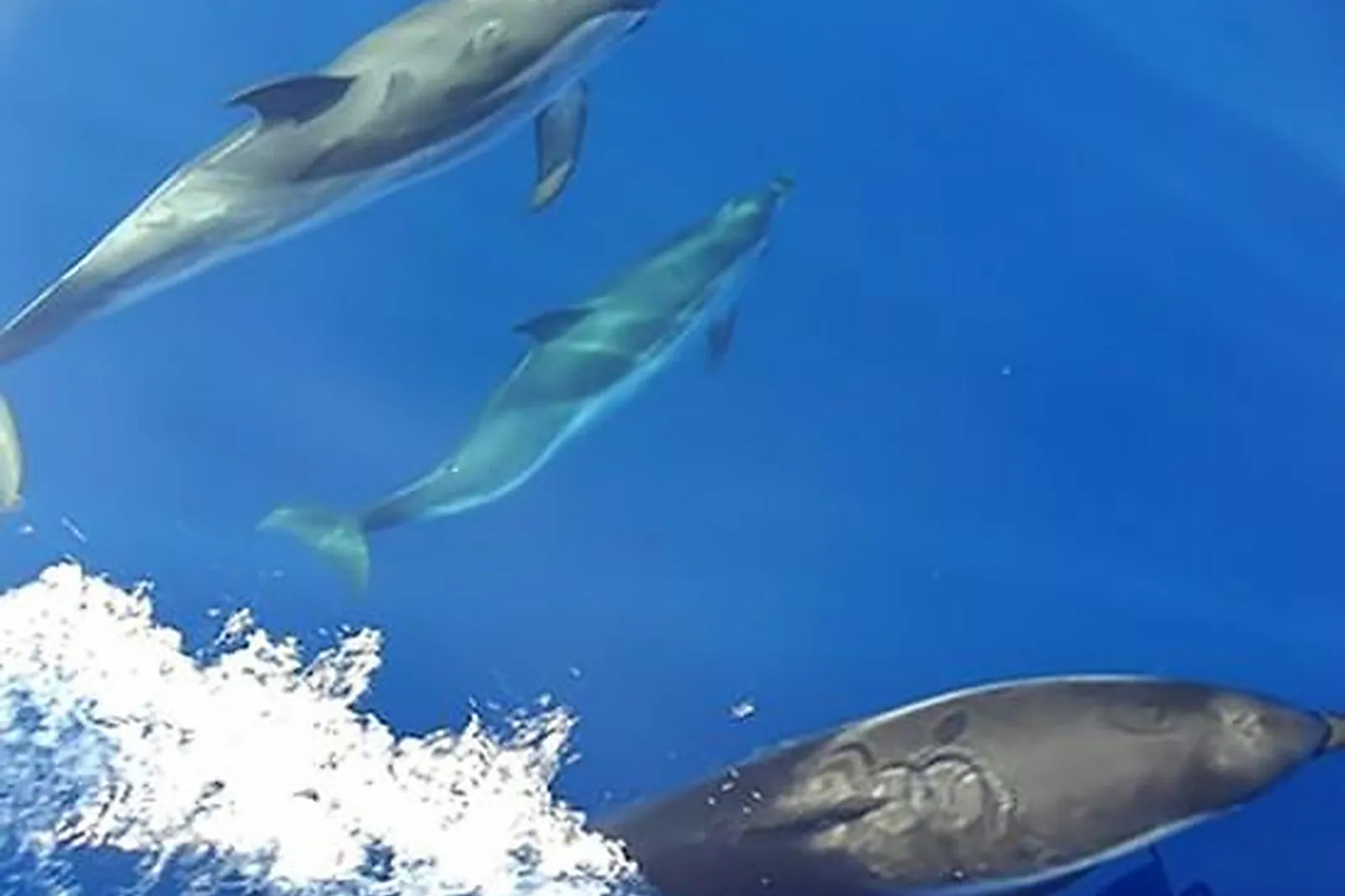 Team building voile, TEAM BUILDING - VALLAURIS (ALPES-MARITIMES) : LA MER À PORTÉE DE VOILES