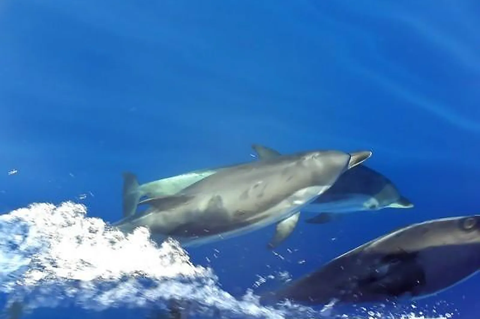Team building voile, TEAM BUILDING - VALLAURIS (ALPES-MARITIMES) : LA MER À PORTÉE DE VOILES