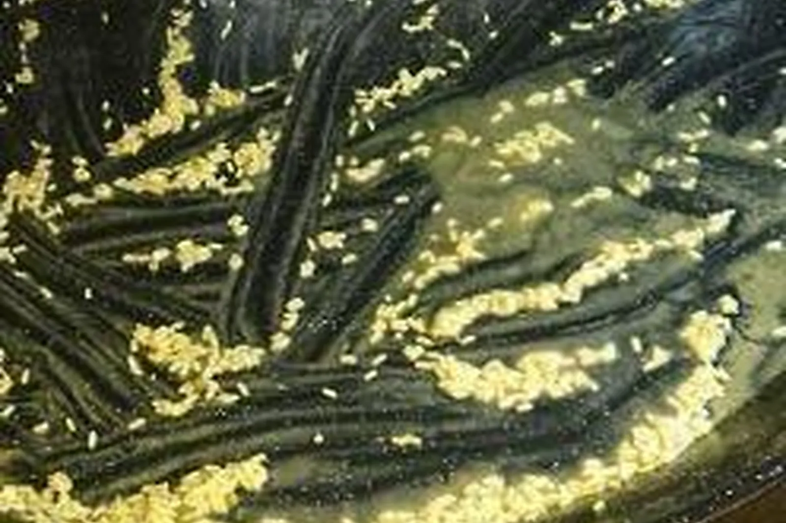 Bourgogne, TRAITEURS - FÉNAY (CÔTE-DL&RSQUO;OR) : PAËLLA GÉANTE 21