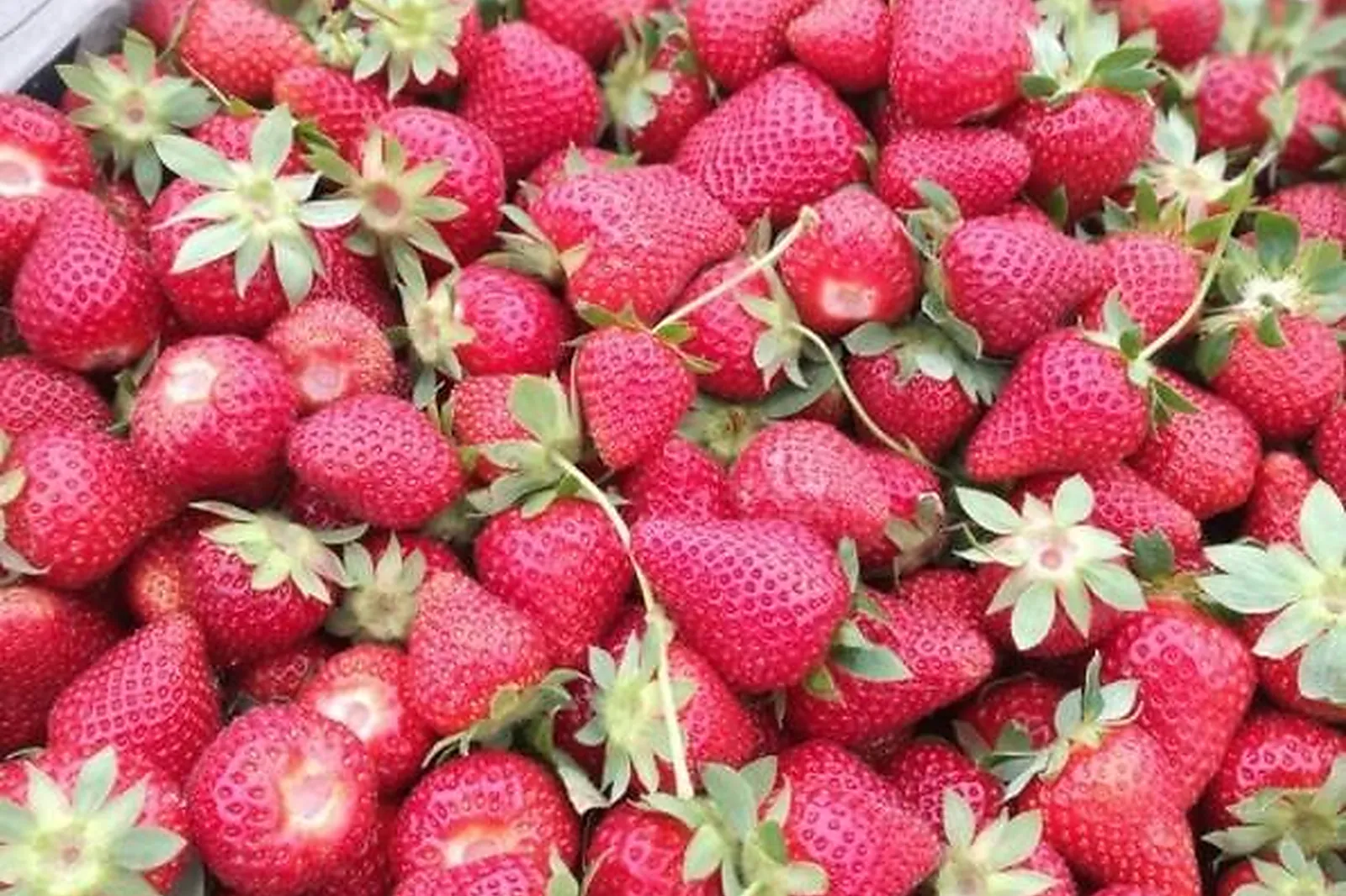 Aquitaine-Limousin-Poitou-Charentes, TRAITEURS - GAURIAGUET (GIRONDE) : NOVELLE TRAITEUR