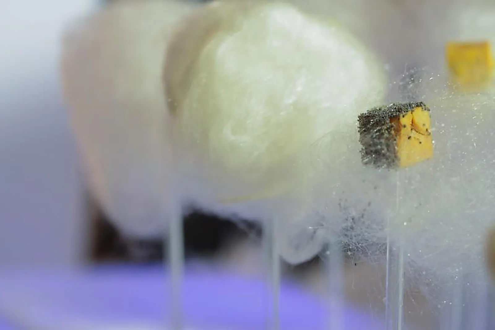 Île-de-France, TRAITEURS - PARIS (PARIS) : CURTY’S RECEPTIONS