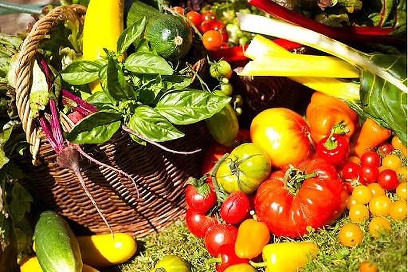 Alsace-Champagne-Ardenne-Lorraine, TRAITEURS - RAUWILLER (BAS-RHIN) : MARTINE HOLVECK