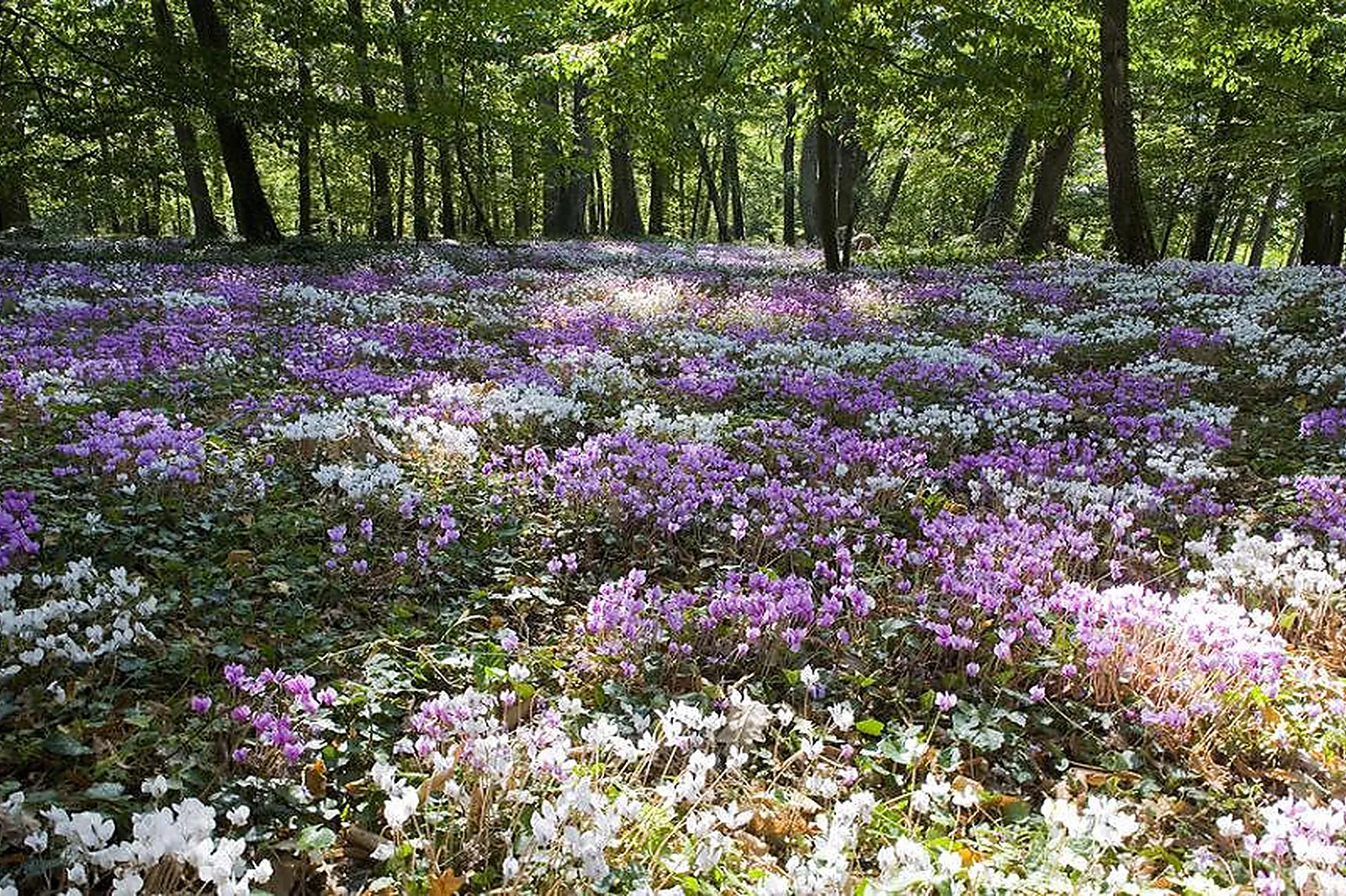 Château et Domaine, DOMAINE DE LA TORTINIÈRE - CHÂTEAU HÔTEL