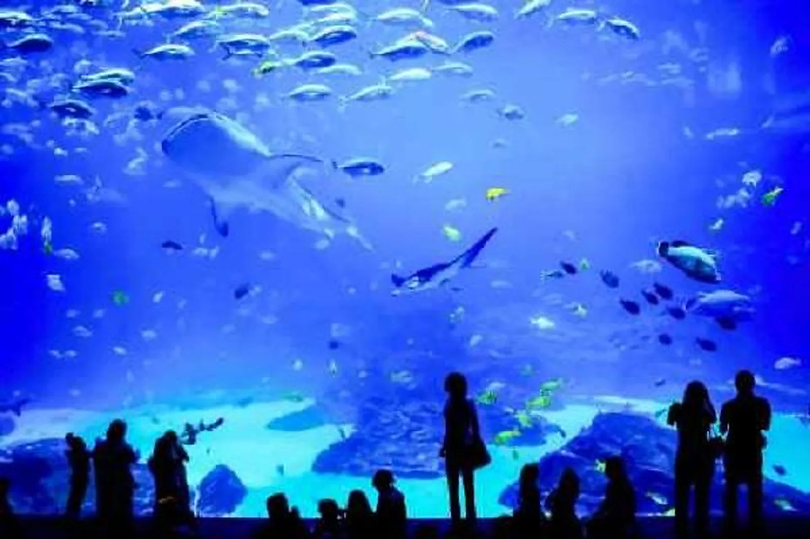 Lieu atypique, GRAND AQUARIUM DE SAINT-MALO