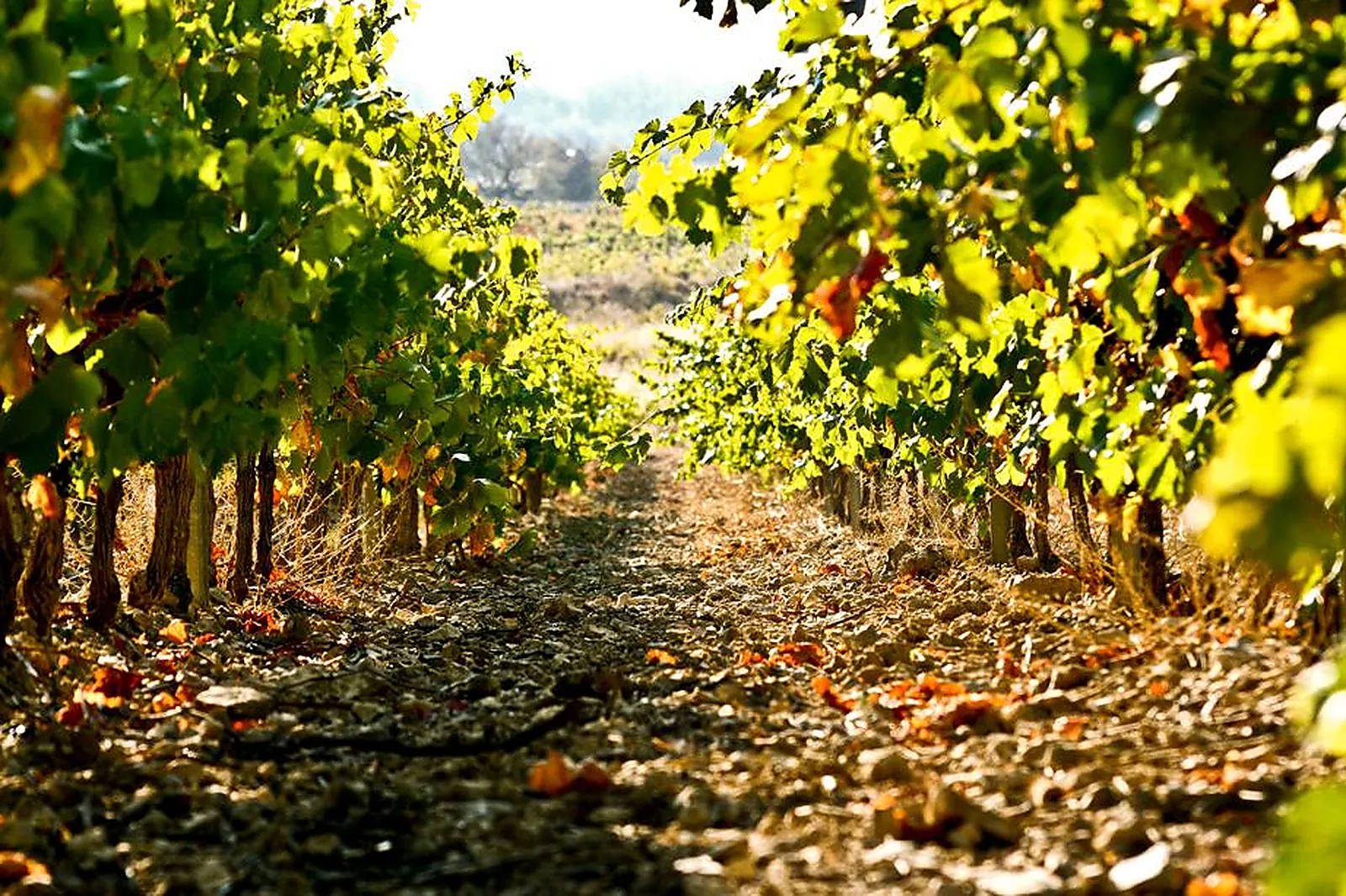 Lieux événementiels, LE CHÂTEAU LE BOUÏS