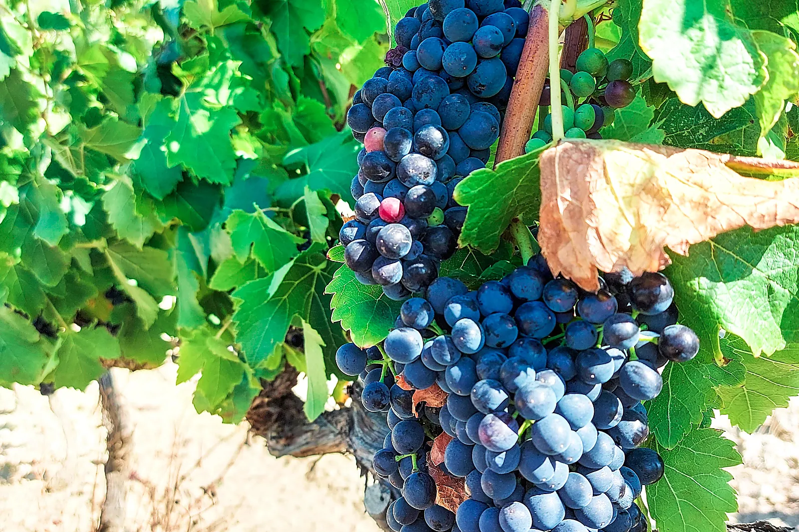 Lieux événementiels, LE CHÂTEAU LE BOUÏS