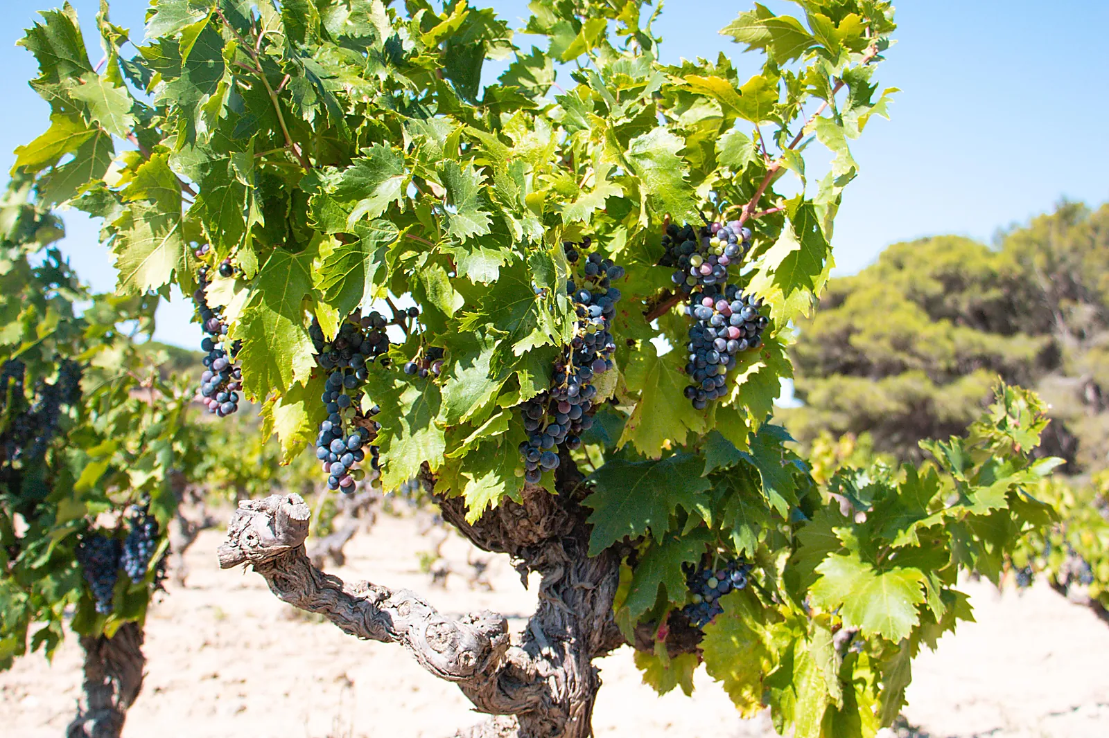 Lieux événementiels, LE CHÂTEAU LE BOUÏS