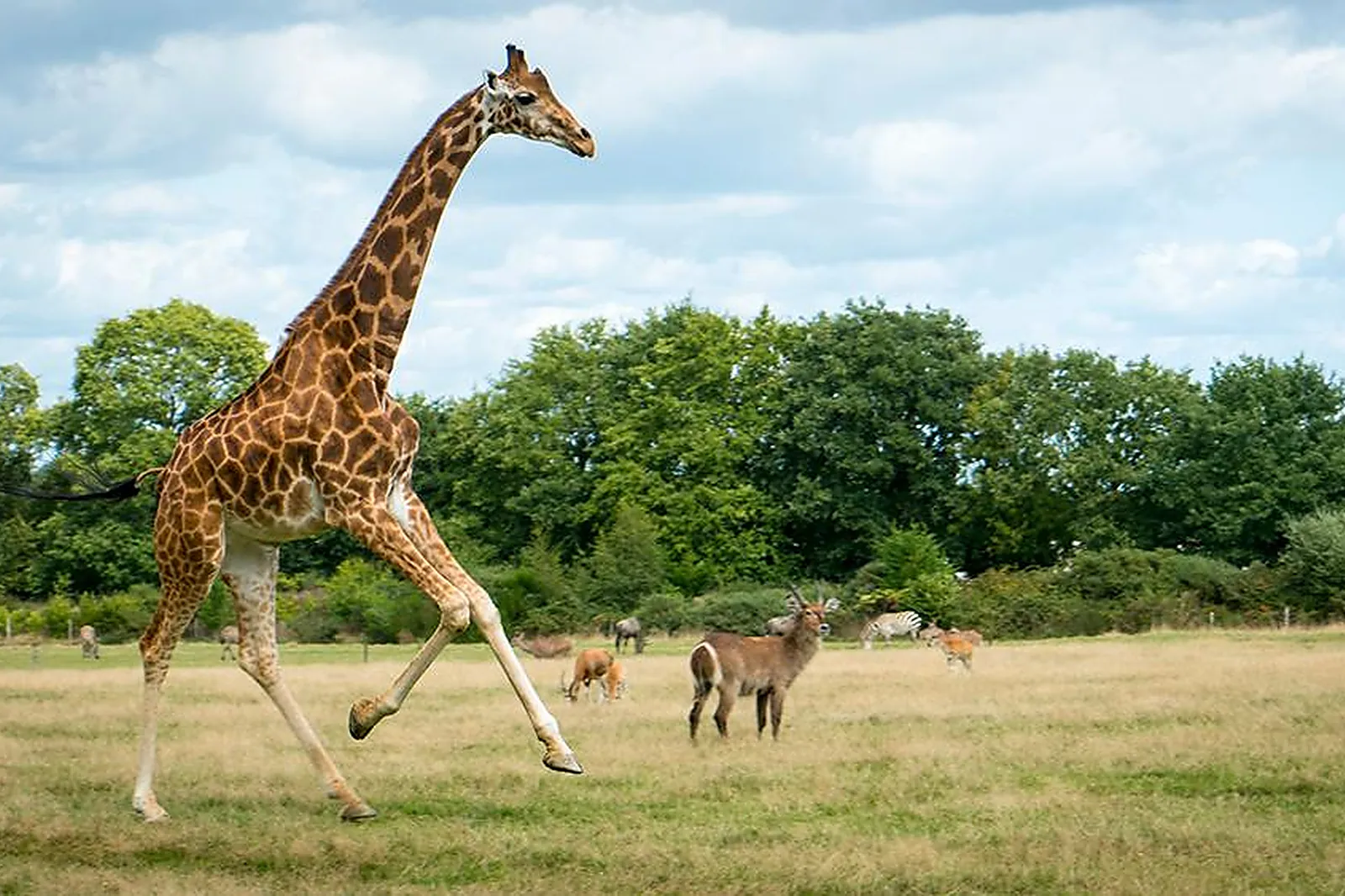 Lieux événementiels, PARC ANIMALIER ET BOTANIQUE DE BRANFÉRÉ