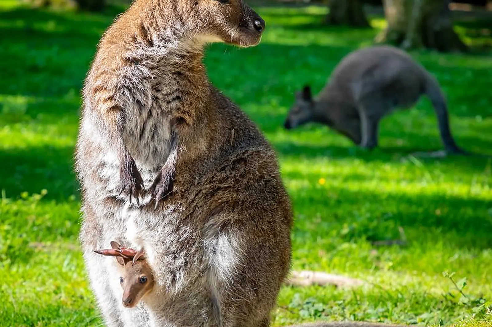 Lieux événementiels, PARC ANIMALIER ET BOTANIQUE DE BRANFÉRÉ