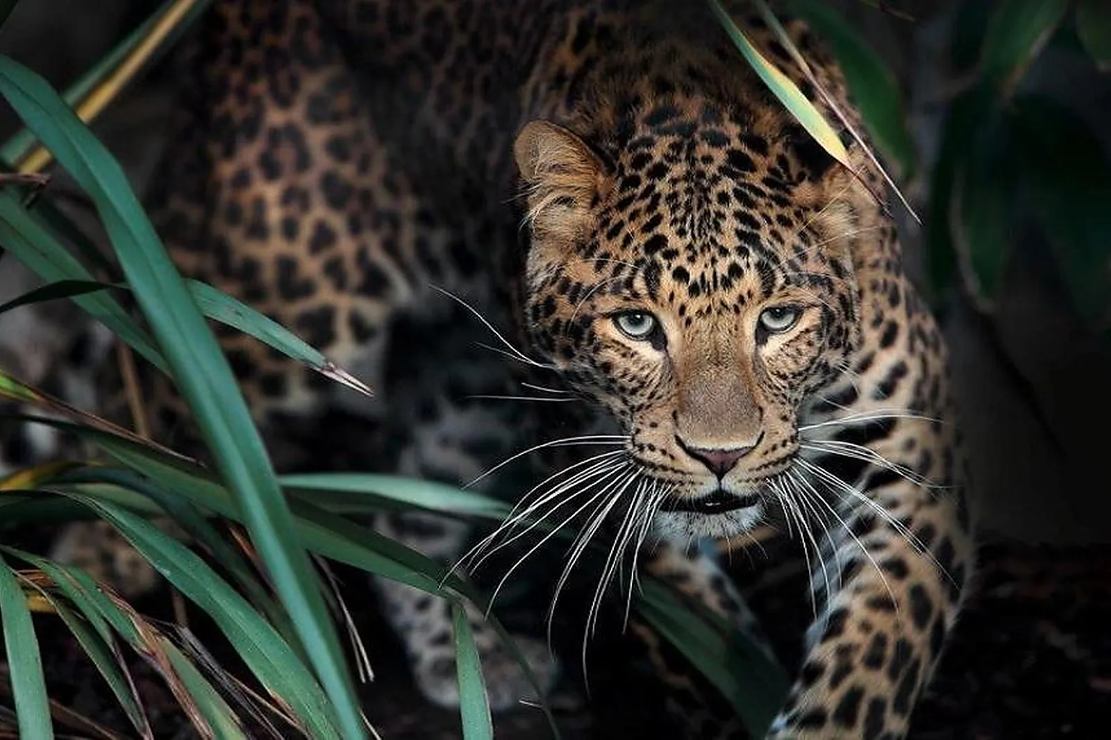 Lieu atypique, PARC ZOOLOGIQUE DE PARIS