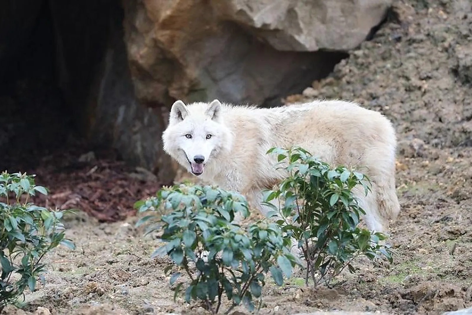 Lieux événementiels, ZOOPARC DE BEAUVAL