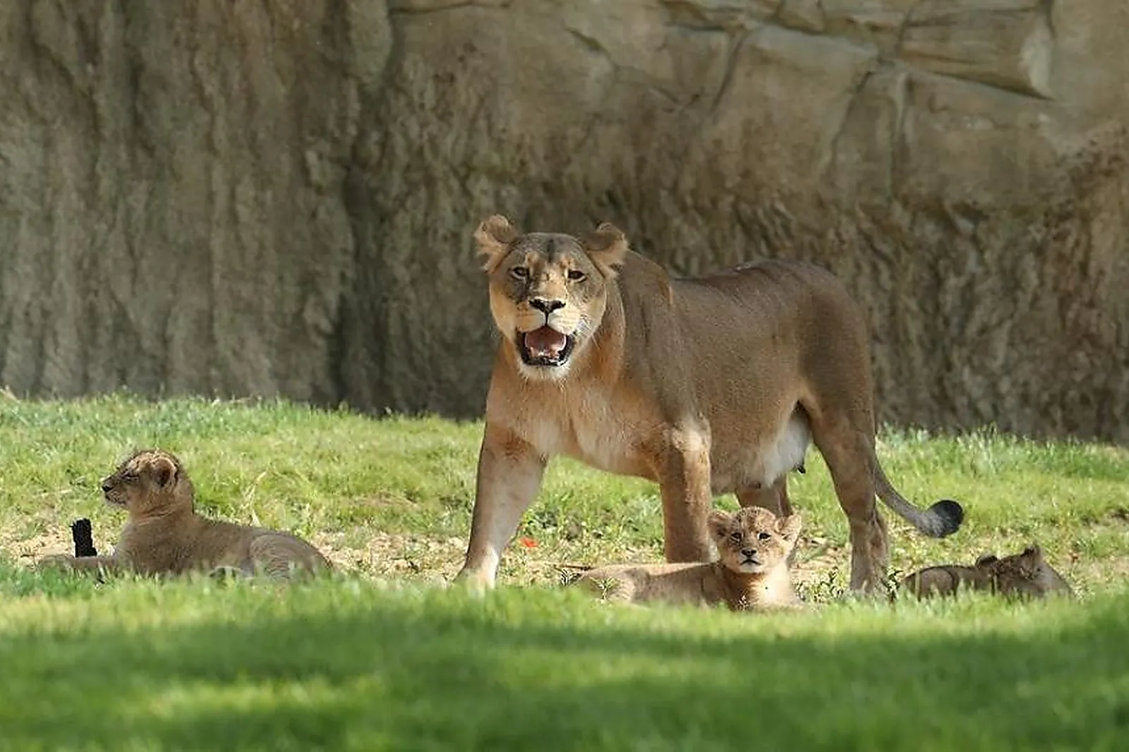 Lieux événementiels, ZOOPARC DE BEAUVAL