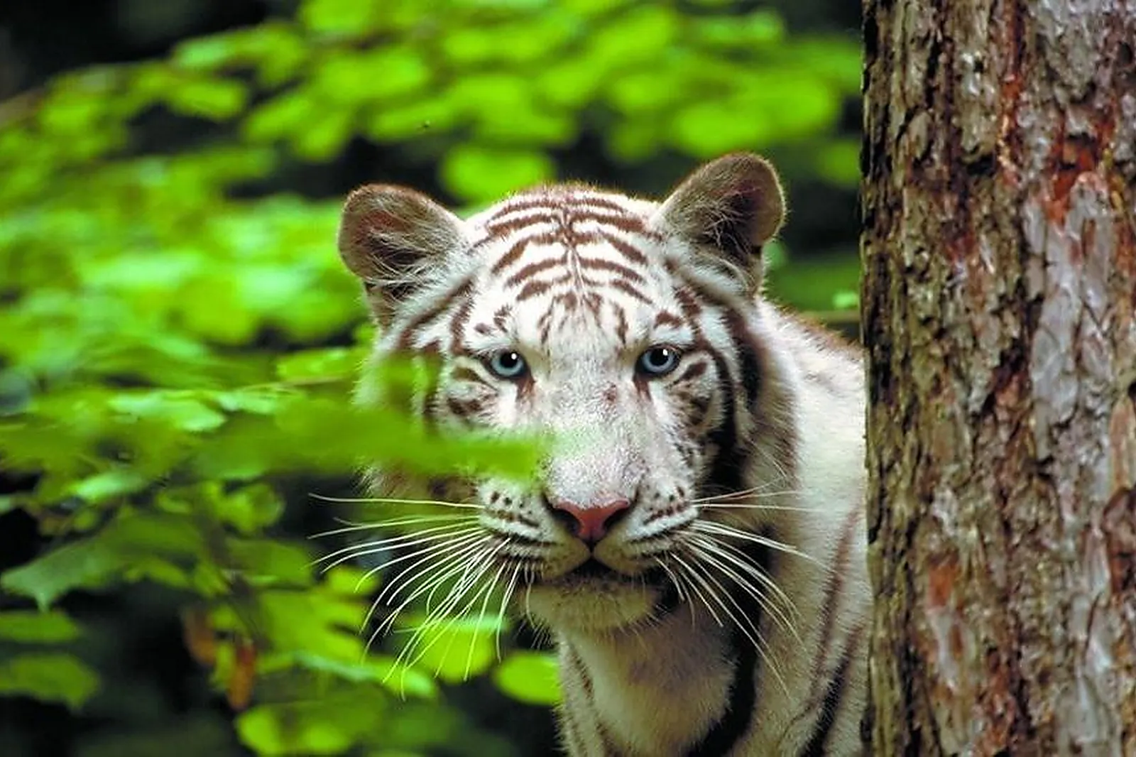 Lieux événementiels, ZOOPARC DE BEAUVAL