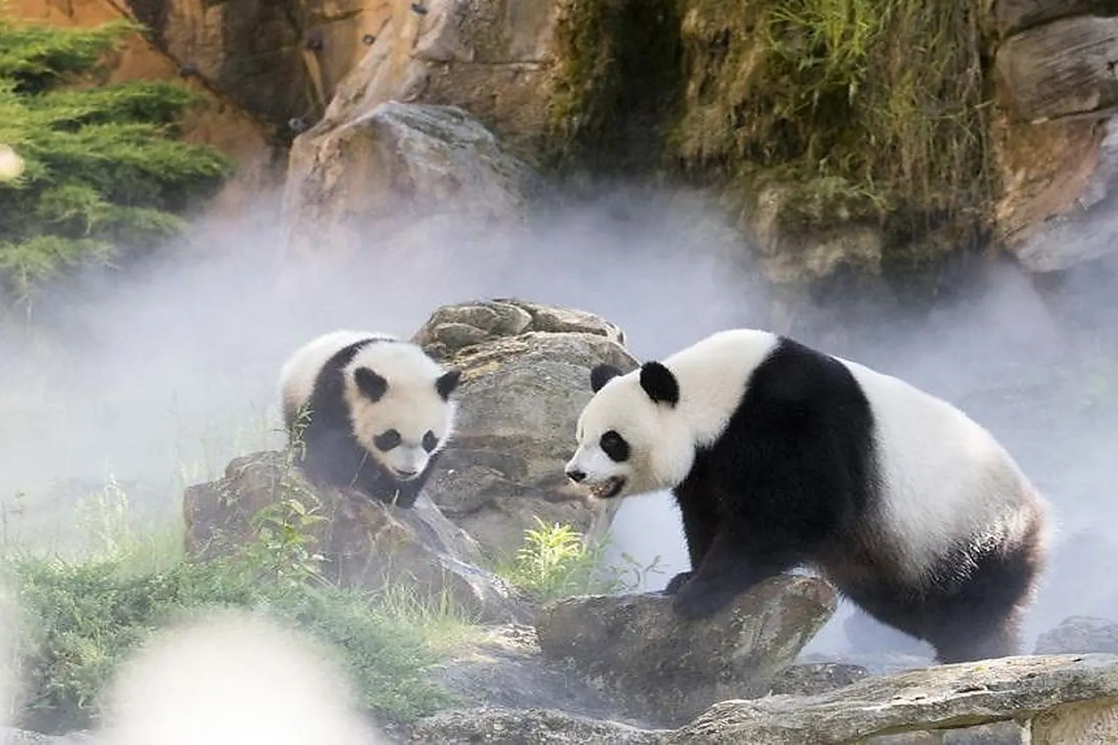 Lieux événementiels, ZOOPARC DE BEAUVAL