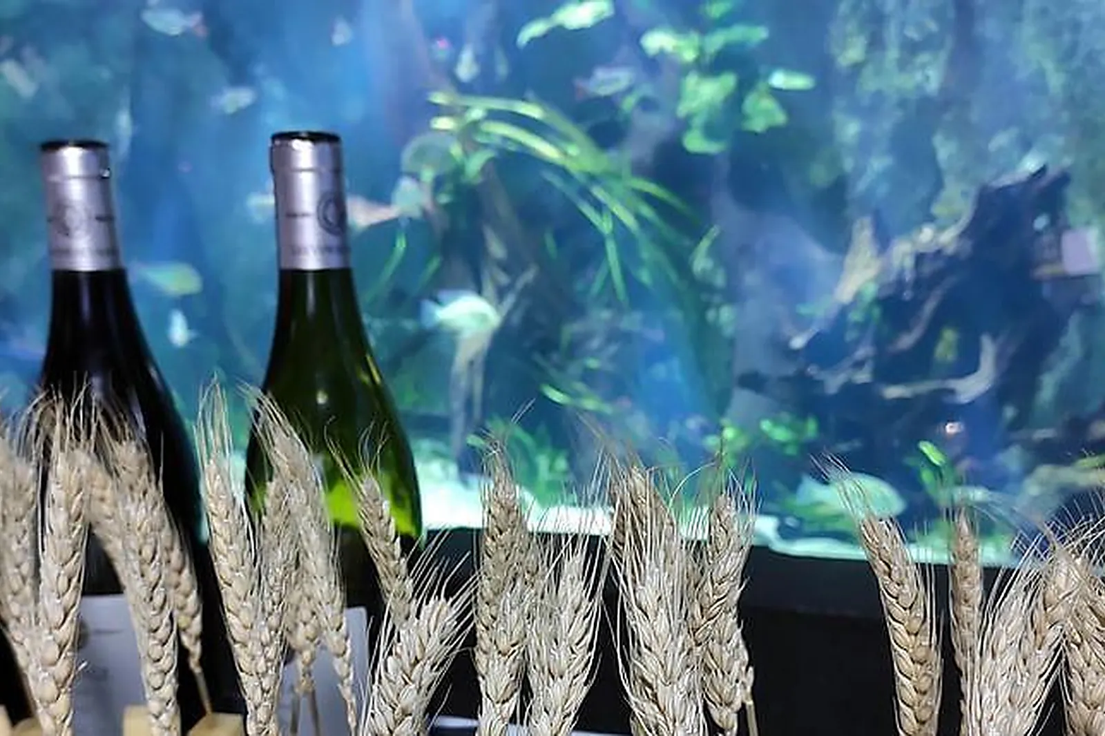 Lieux événementiels, AQUARIUM DE LYON