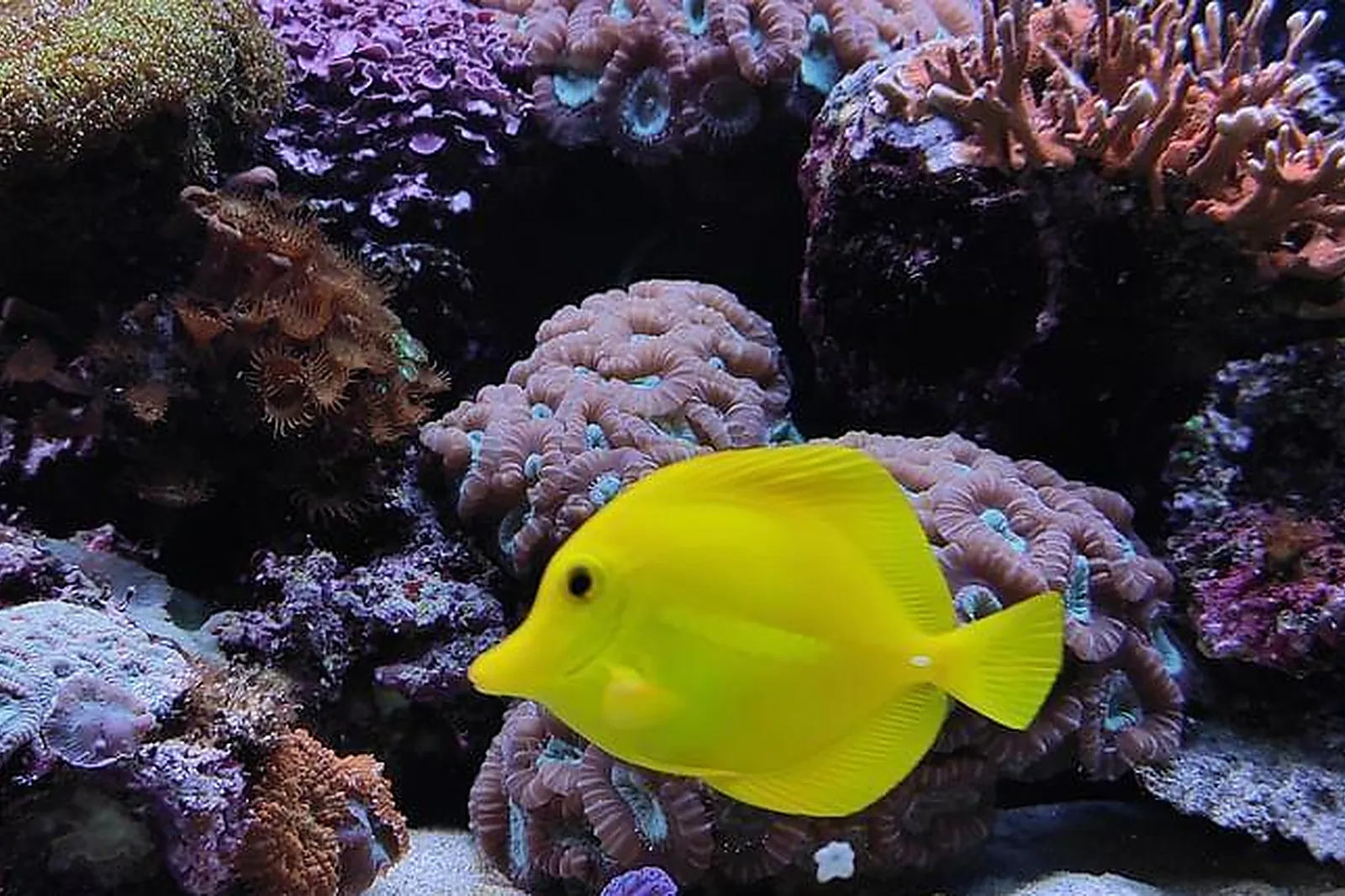 Lieux événementiels, AQUARIUM DE LYON