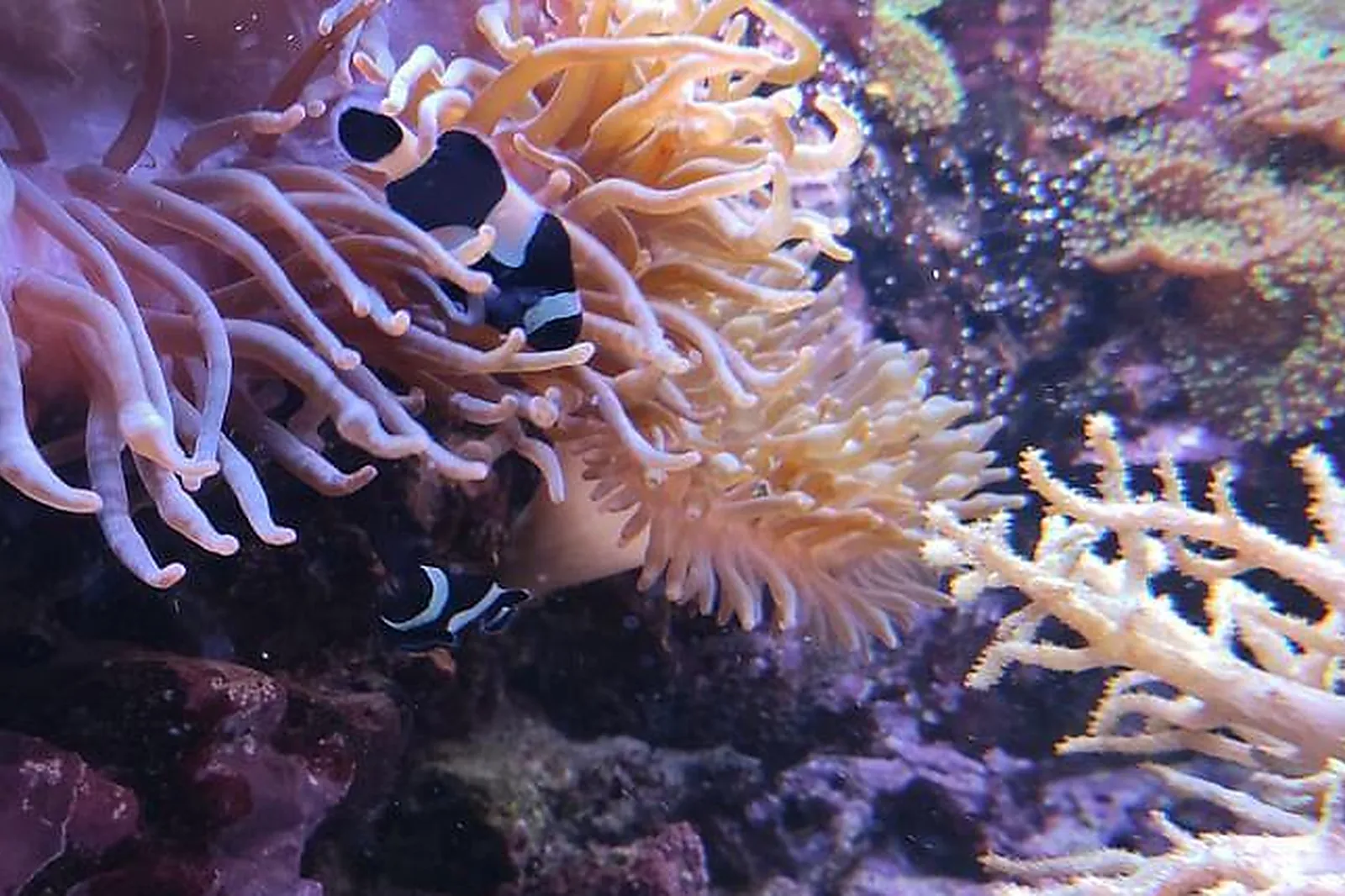 Lieux événementiels, AQUARIUM DE LYON