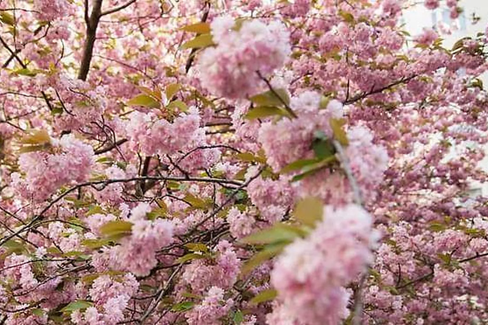 Lieux événementiels, CAMPANILE PARIS XIX LA VILLETTE