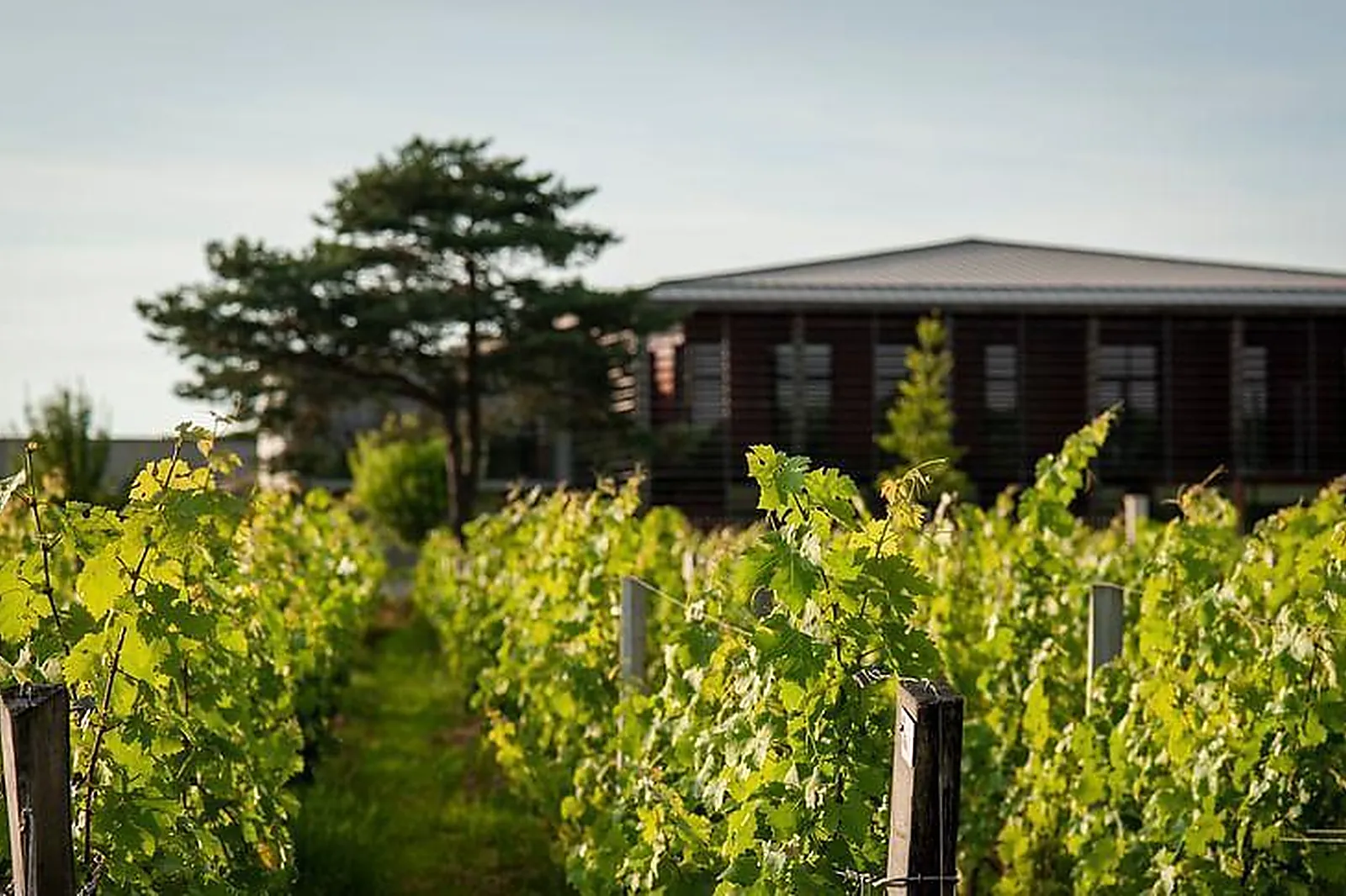 Lieux événementiels, CHÂTEAU COUHINS