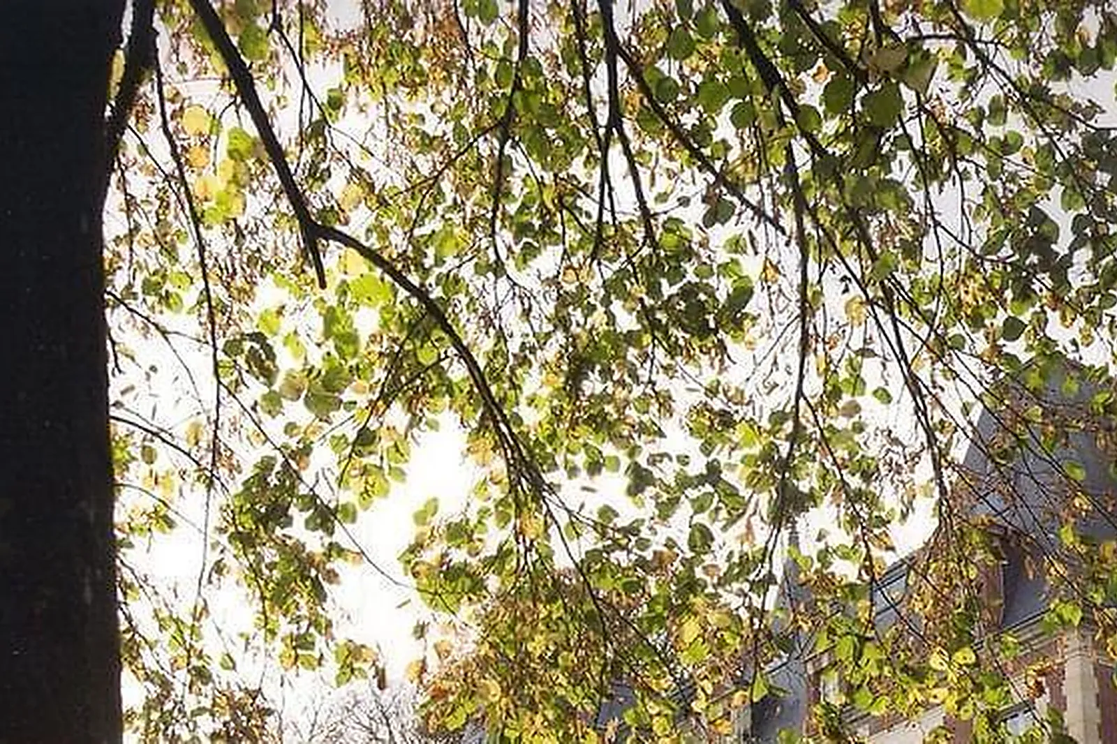 Lieux événementiels, DOXA - MANDEL