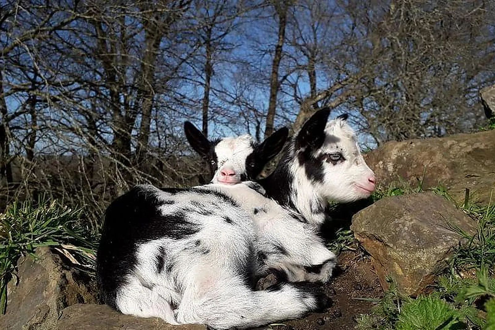 Lieux événementiels, CHÂTEAU DE BRÉLIDY