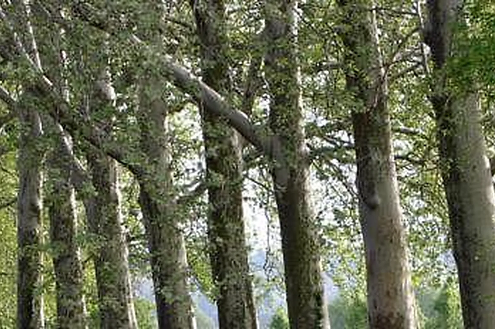 Lieux événementiels, BELCHICKEN LILLE