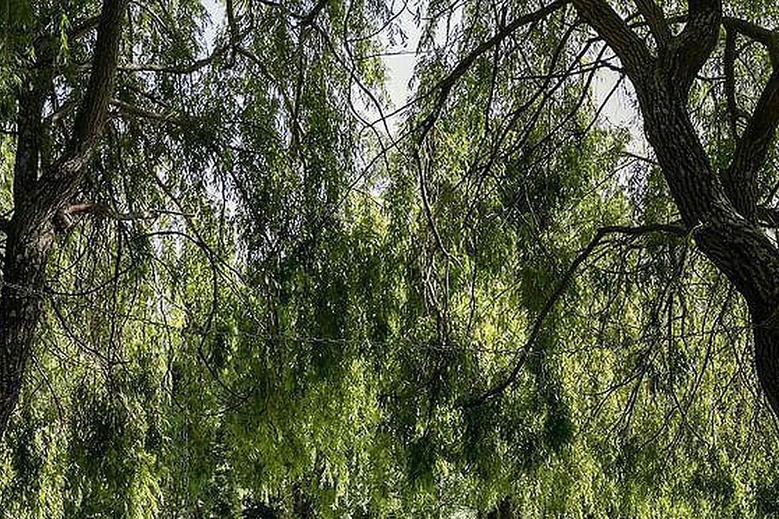 Lieux événementiels, CHÂTEAU DE MASSILLAN ****