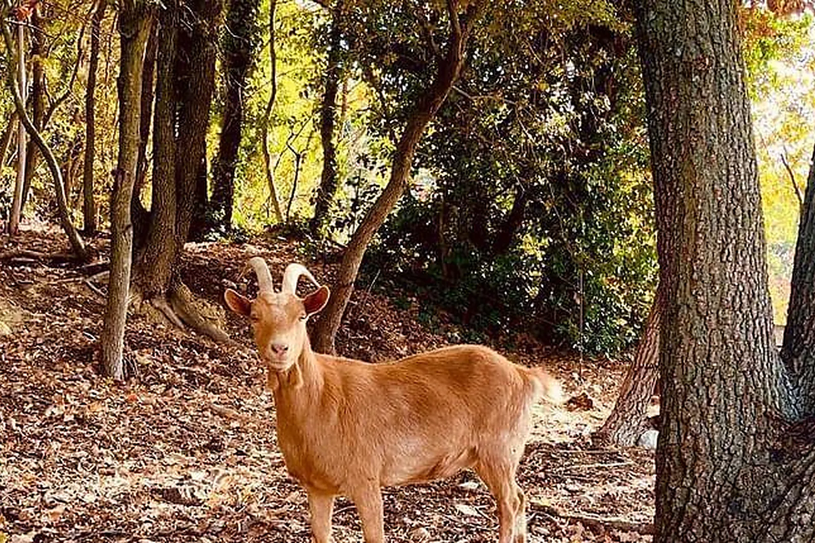 Lieux événementiels, DOMAINE AMOURELLA